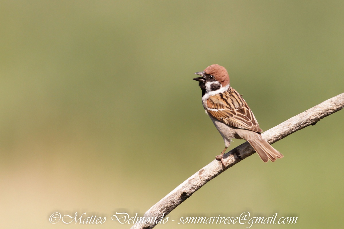 Tree Sparrow