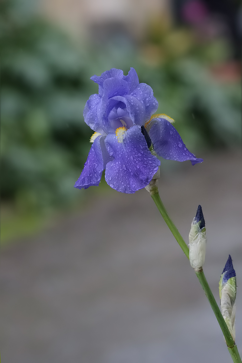 iris under the rain