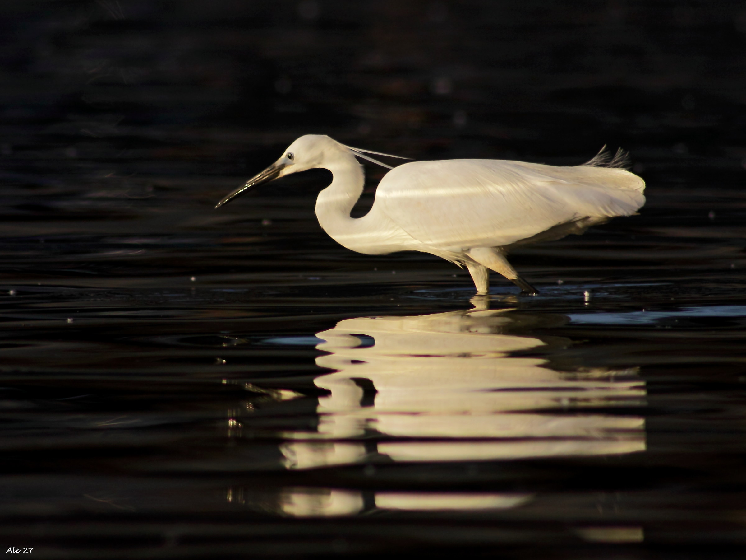 ... Looking for dinner ...