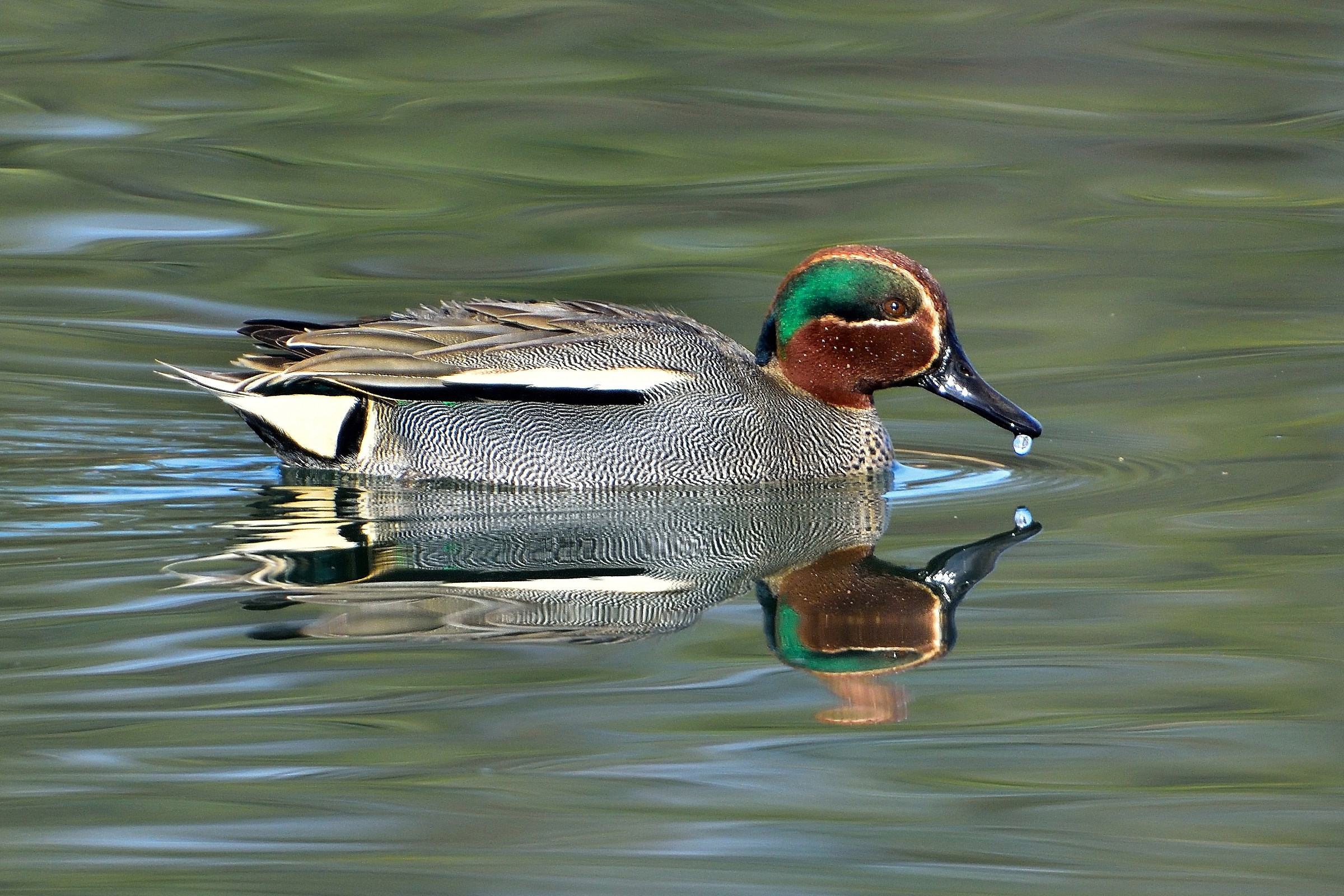 Alazavola (Anas crecca)