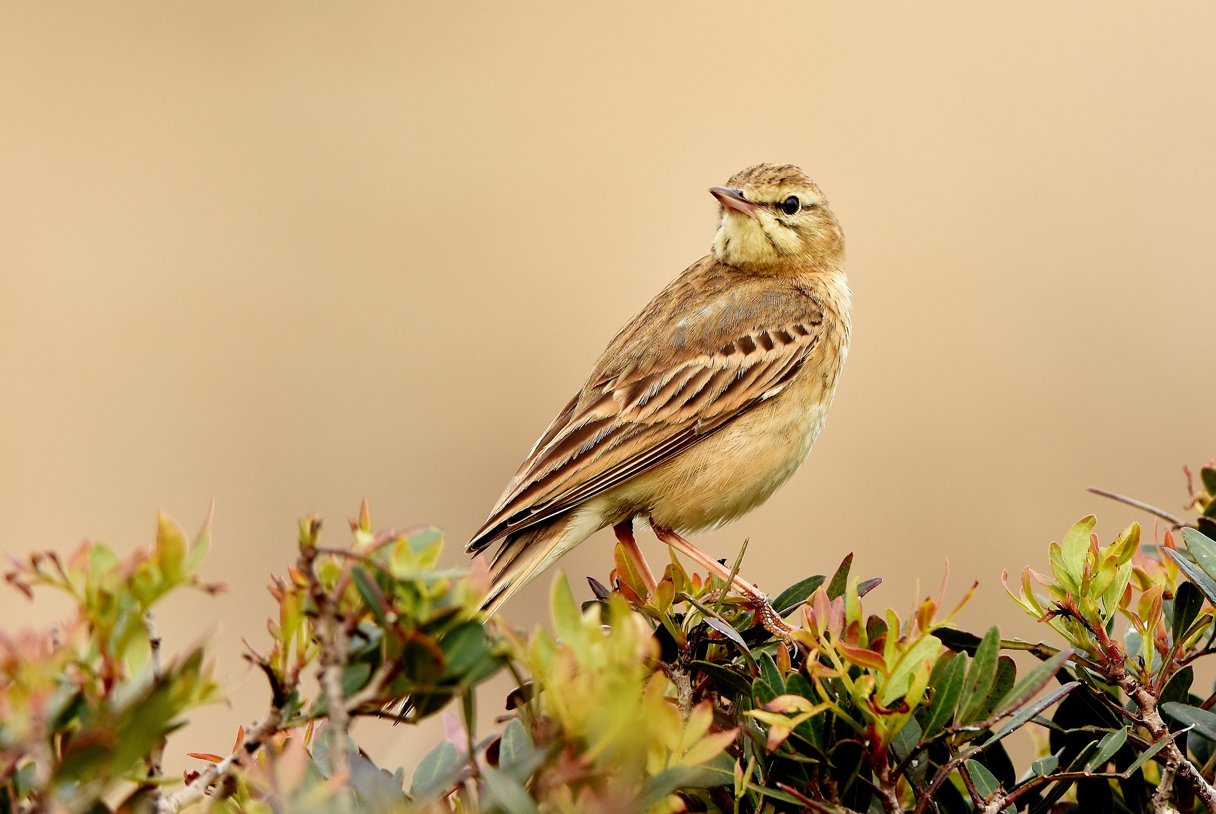 the Pipit