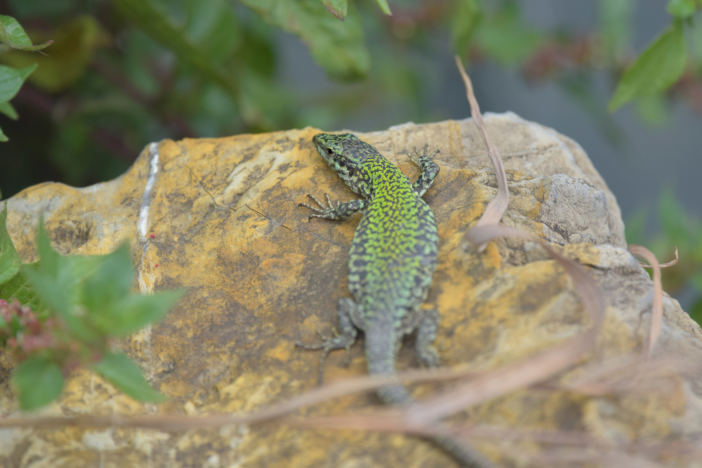 Prime uscite primaverili