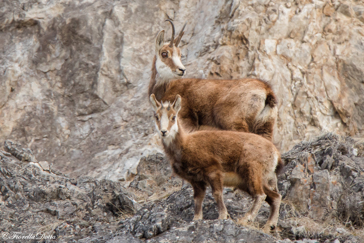 Mamma e piccolo di Camoscio