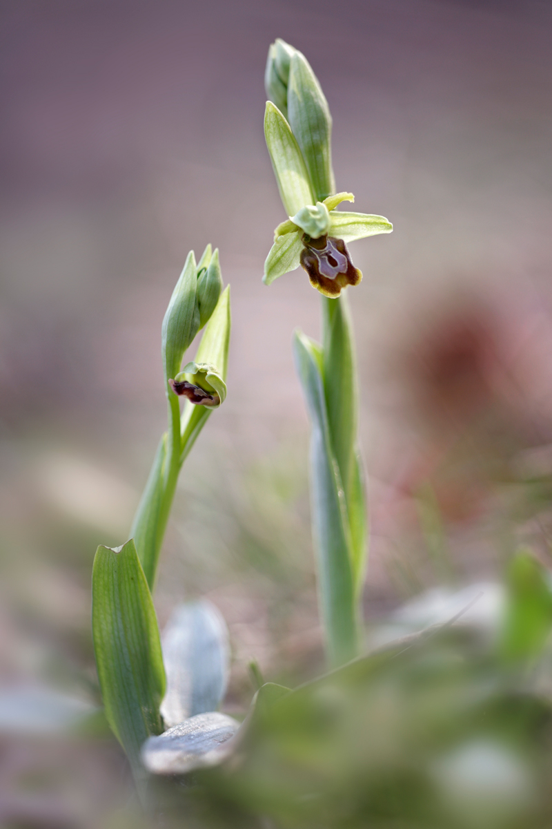 Ophrys Sphegodes