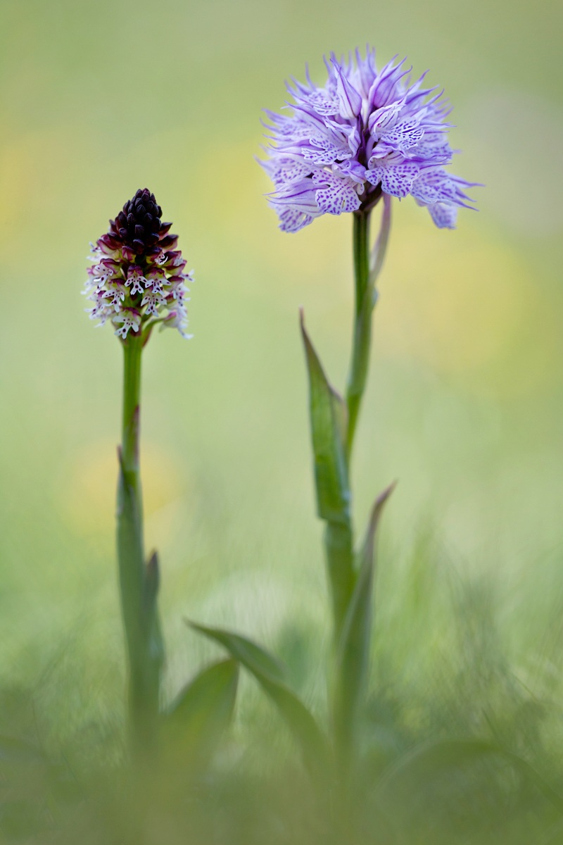 Neotinea Ustulata-Neotinea Tridentata