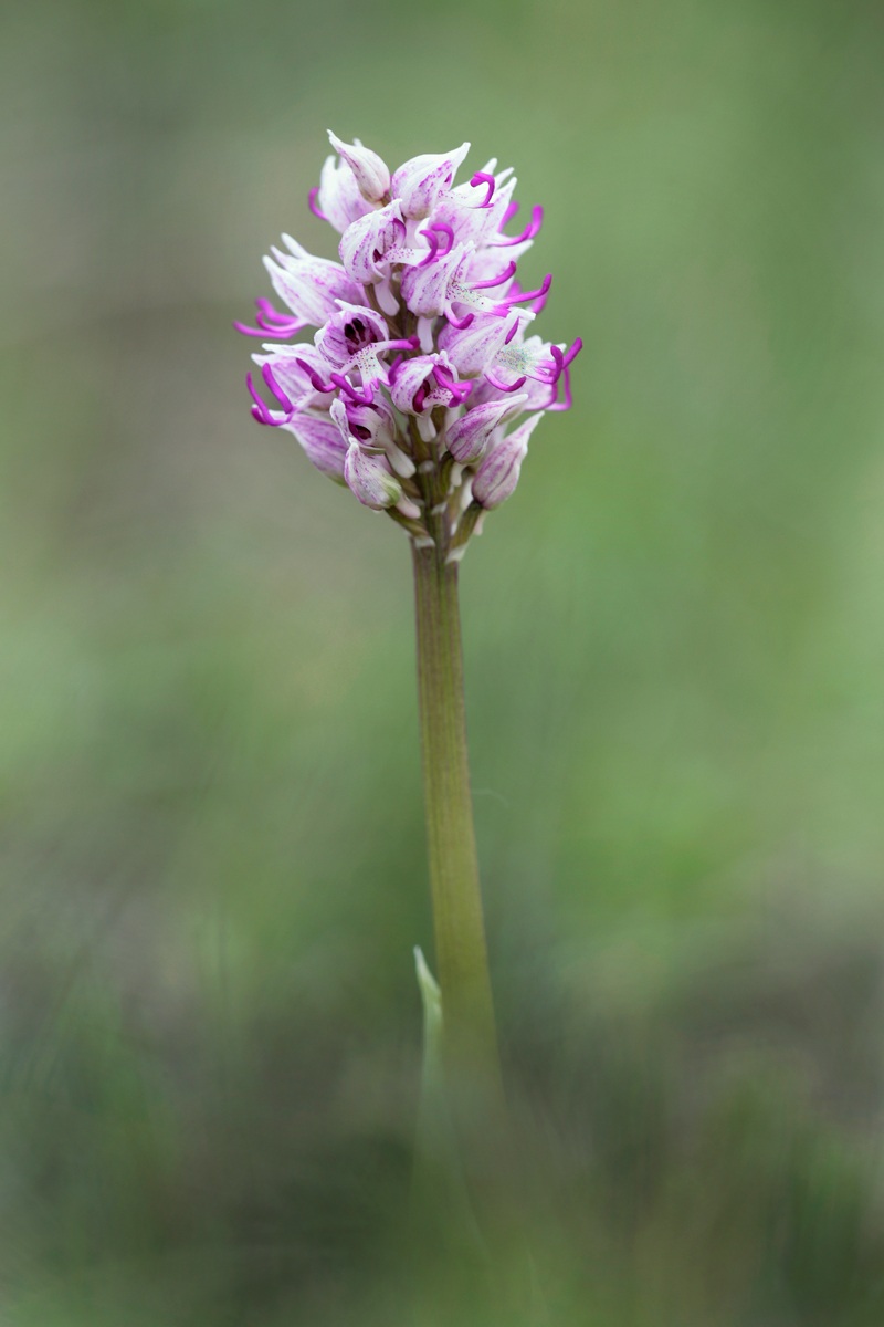 Orchis Simia
