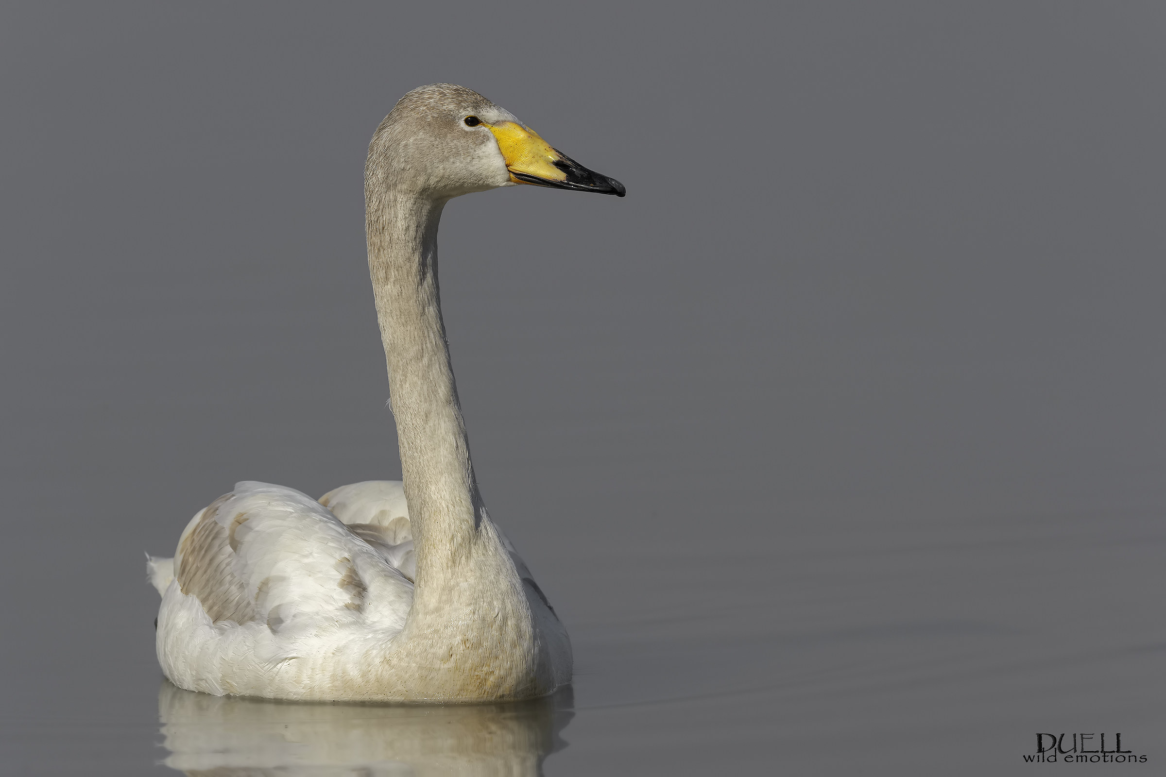 young swan in the fog