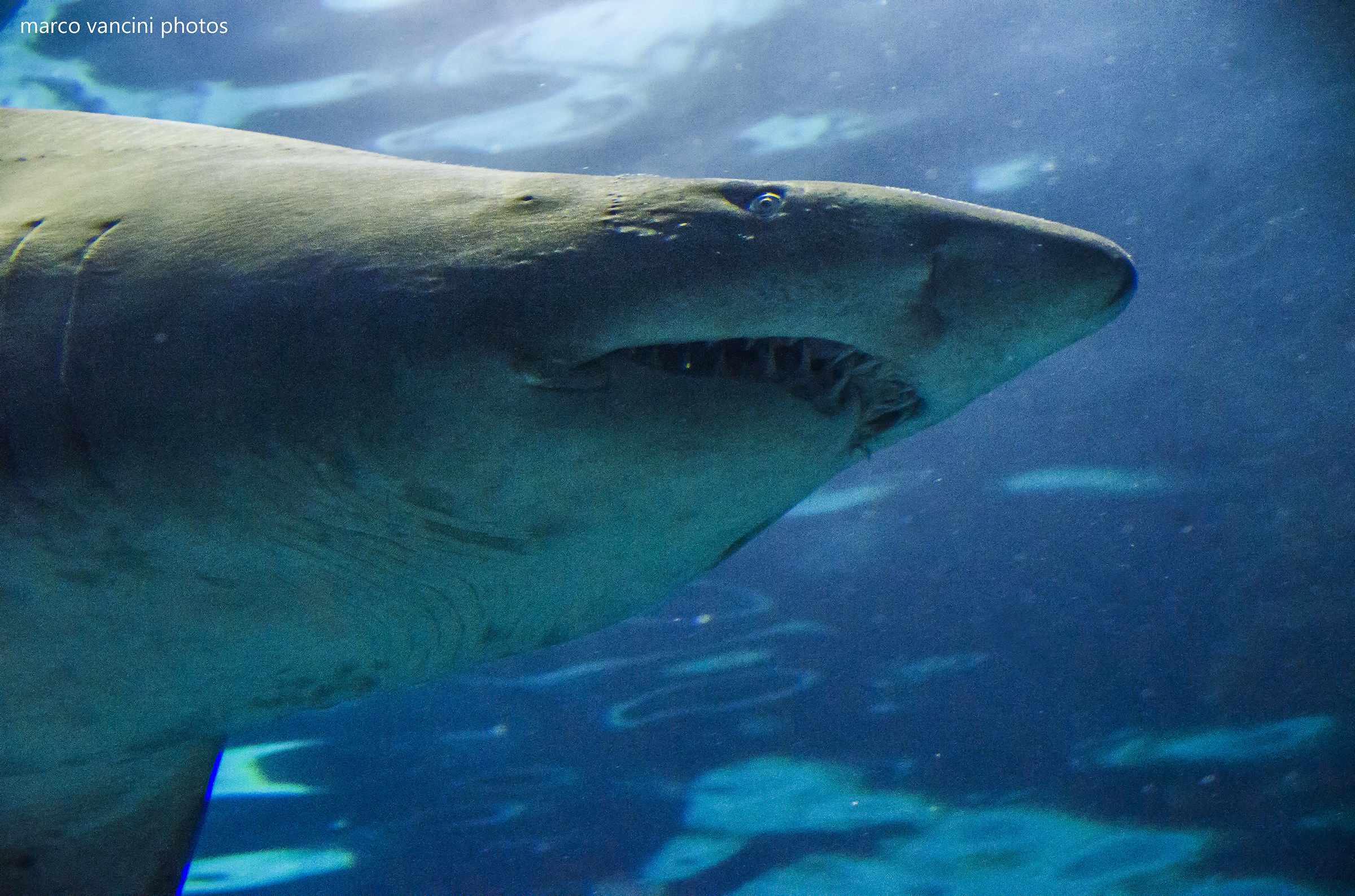 Il sorriso dello squalo