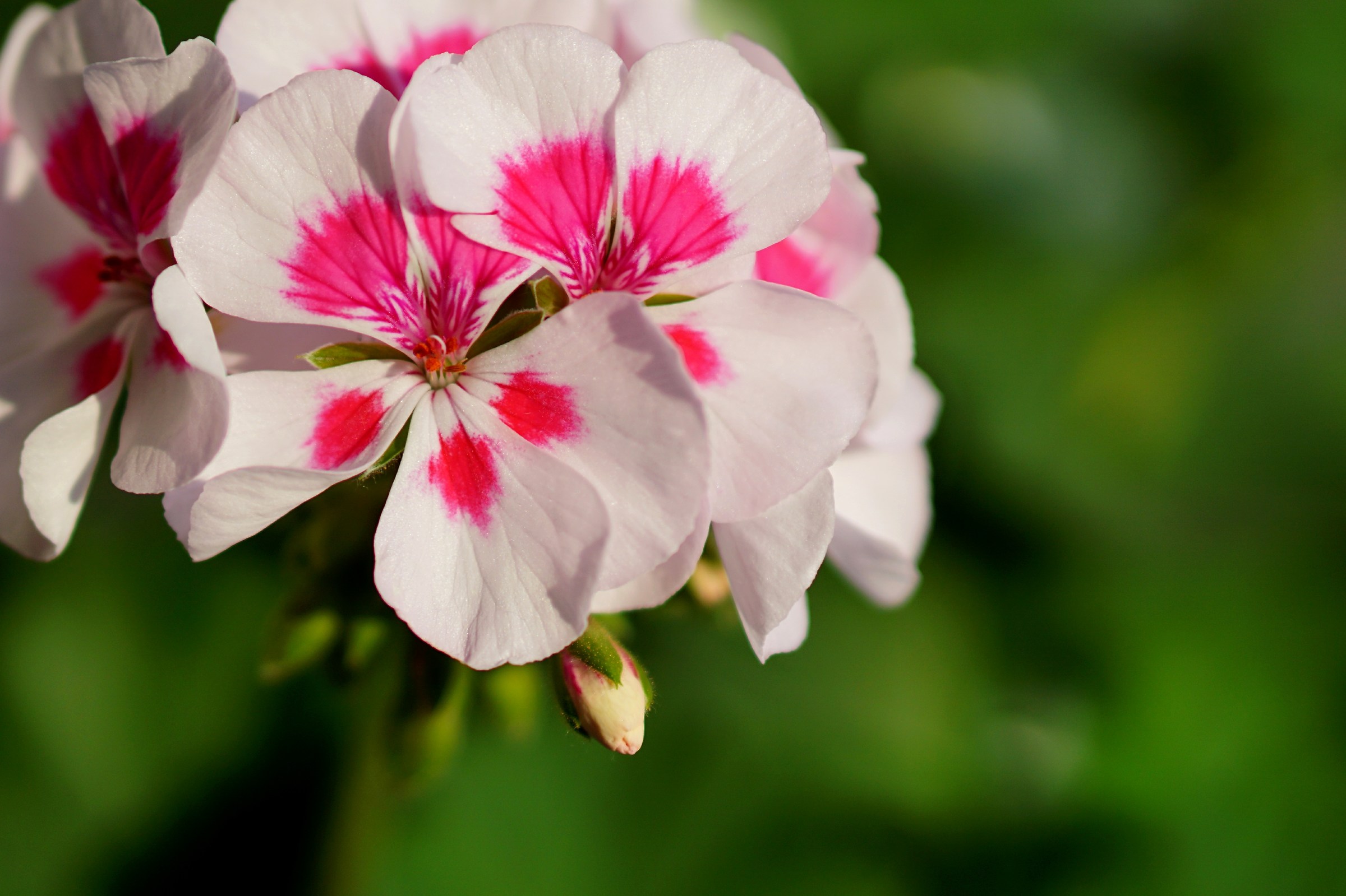 Geranium