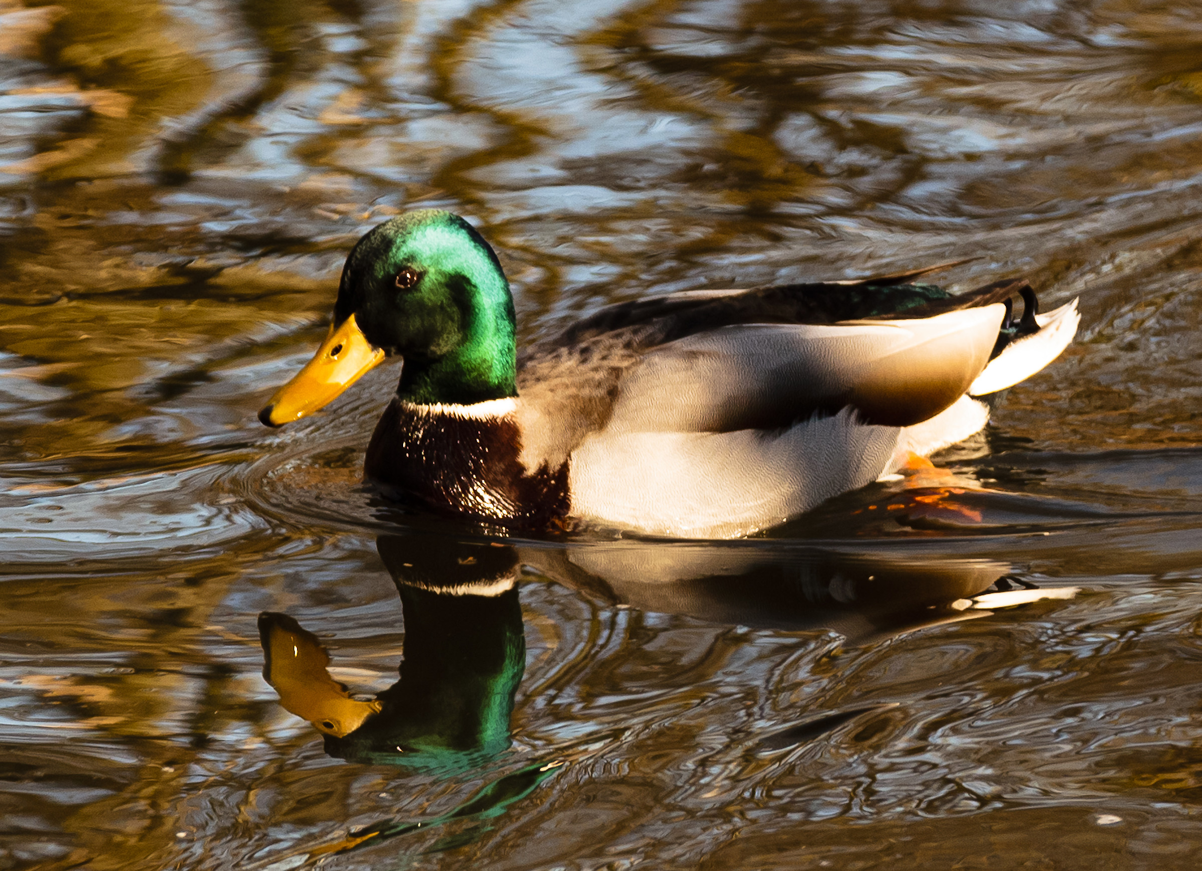 meetings in the park