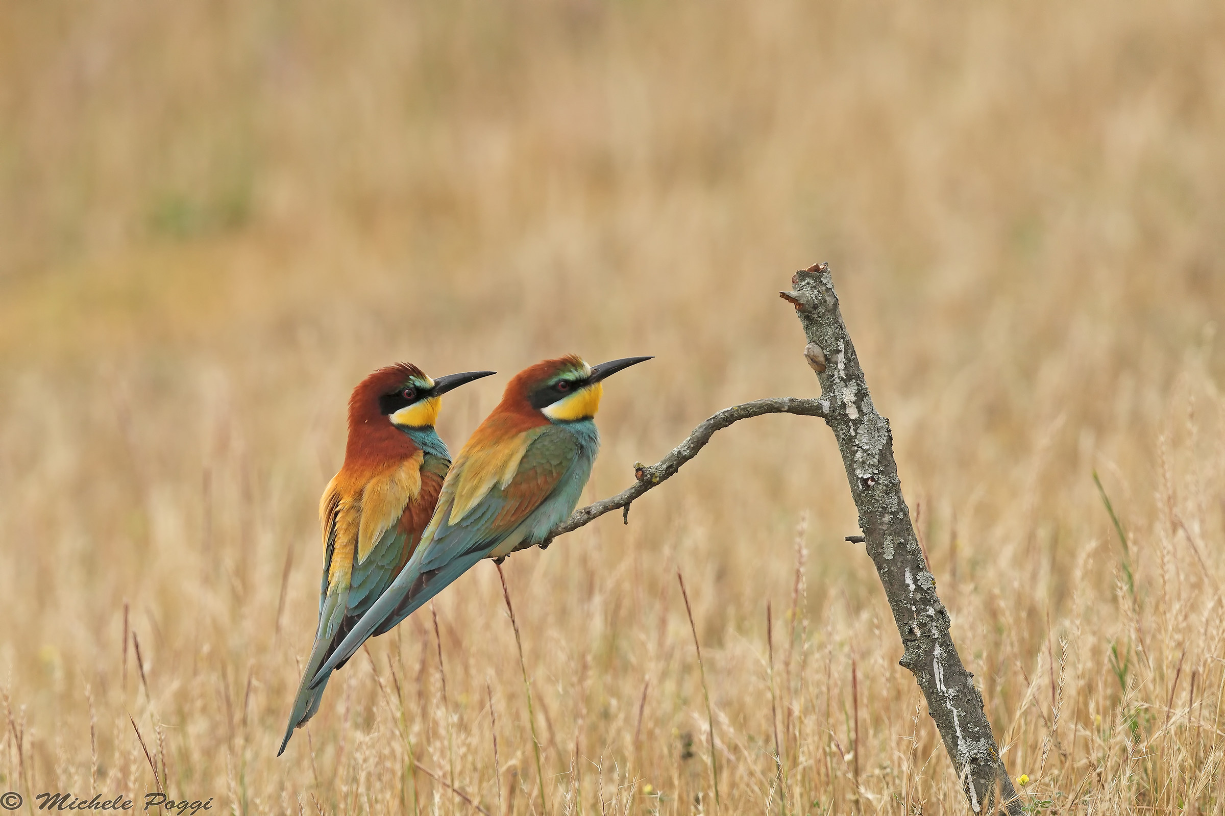 bee-eaters