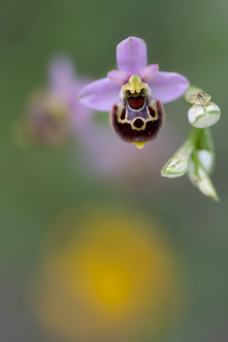 Ophrys Tetraloniae