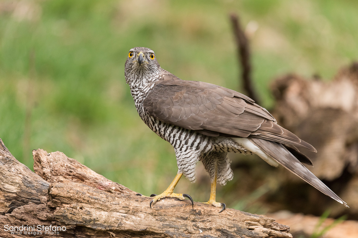 Goshawk
