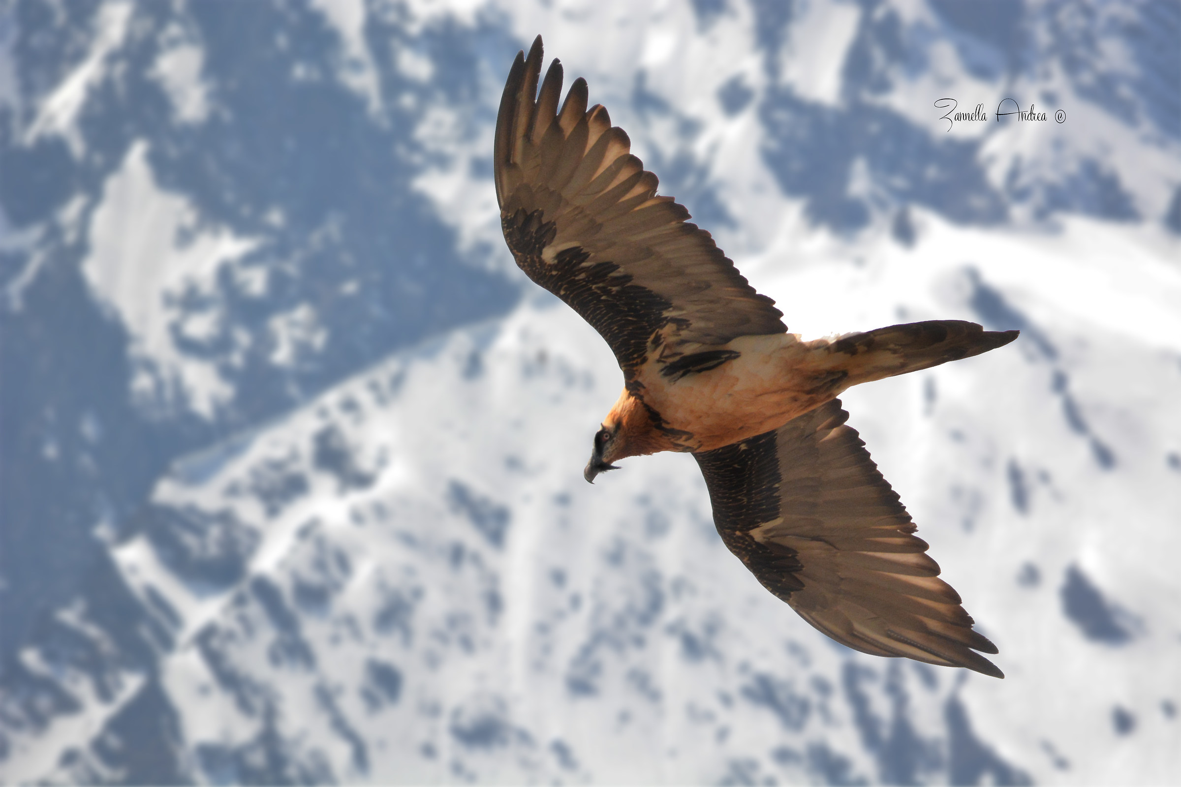 The vaulting of the bearded vulture