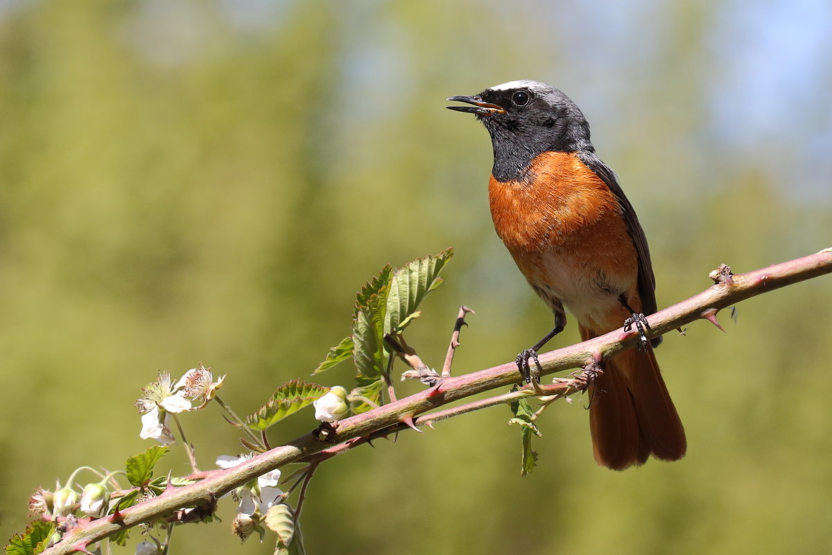 Redstart