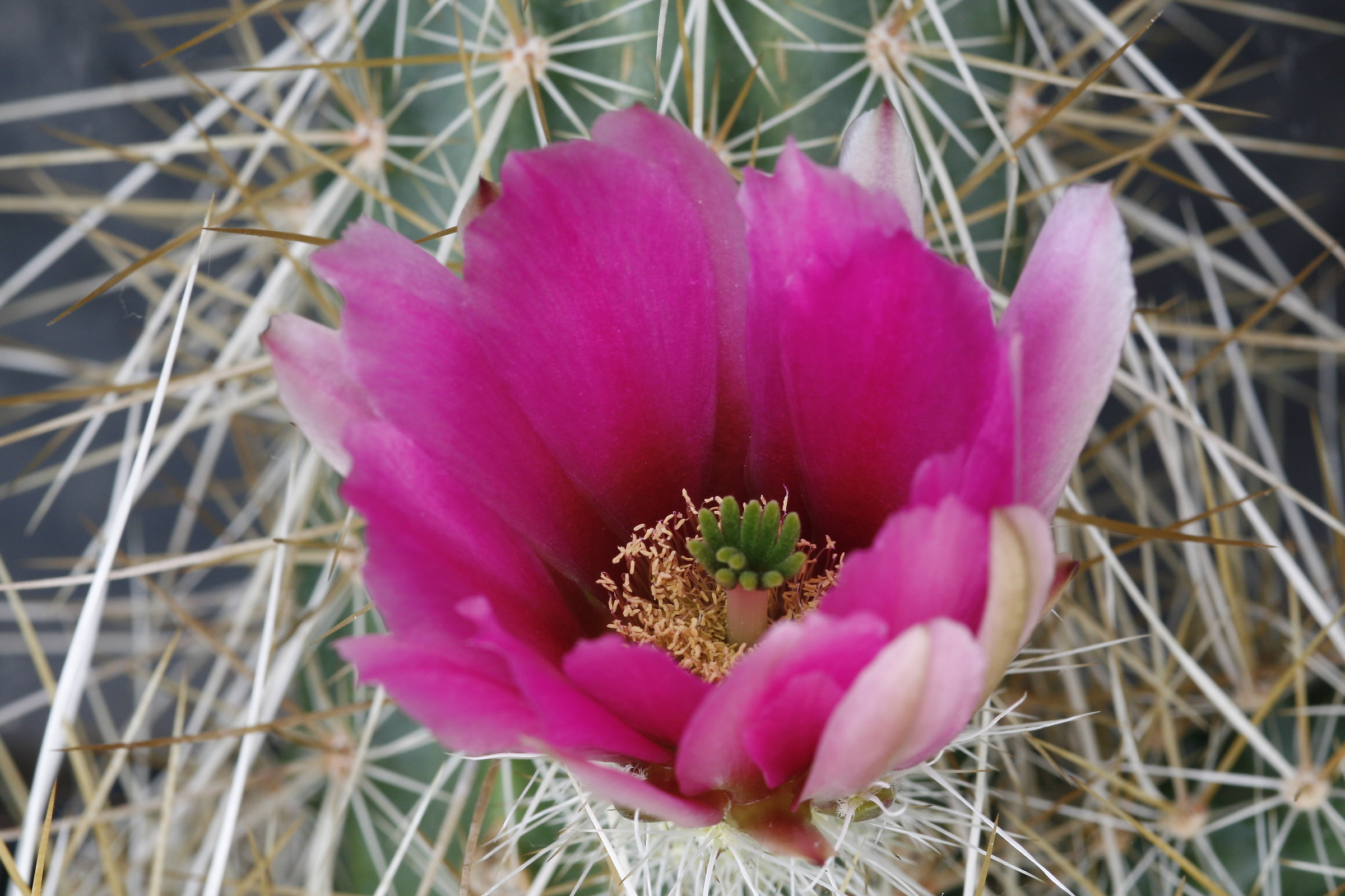 echinocereus