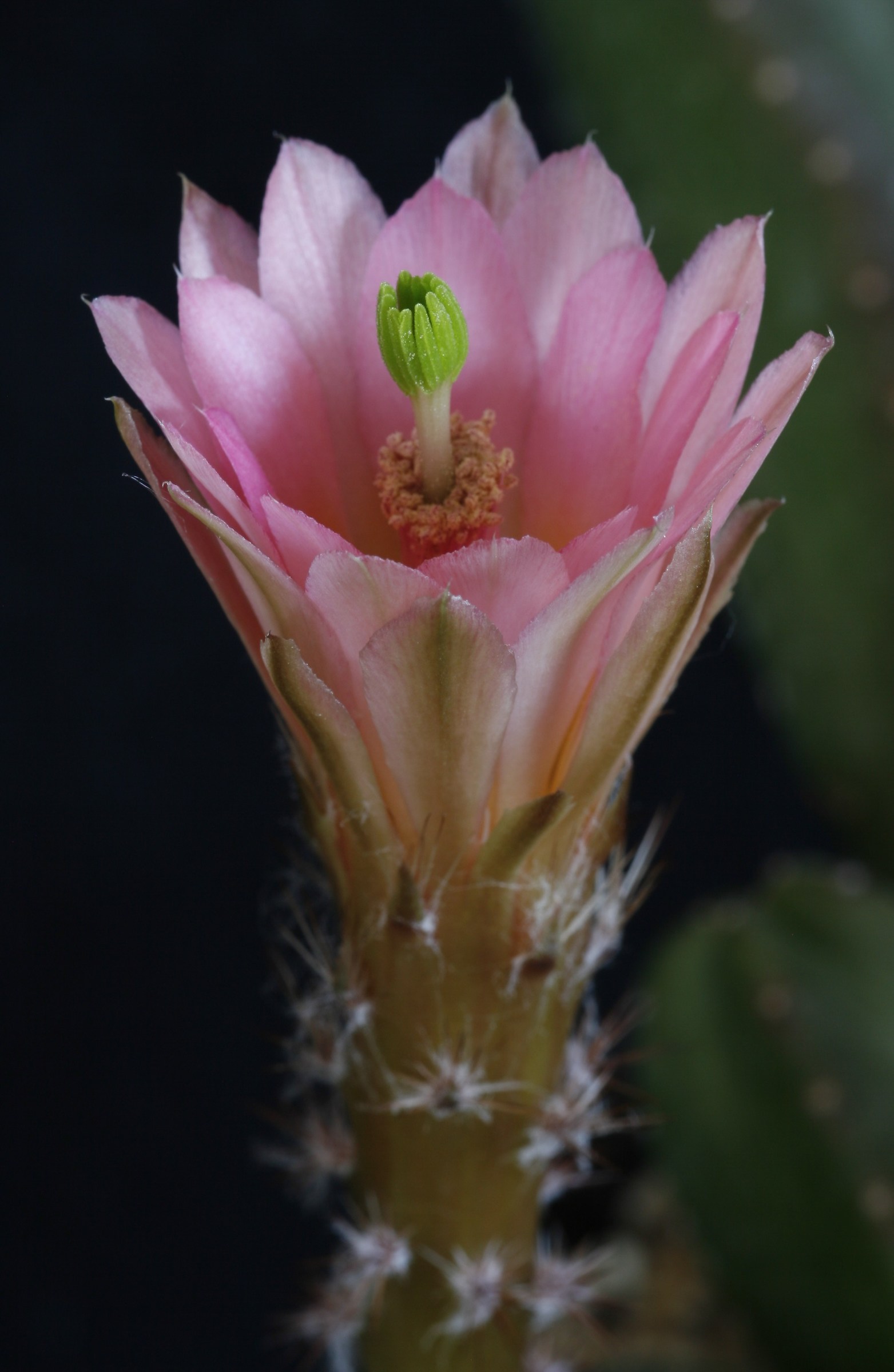 echinocereus