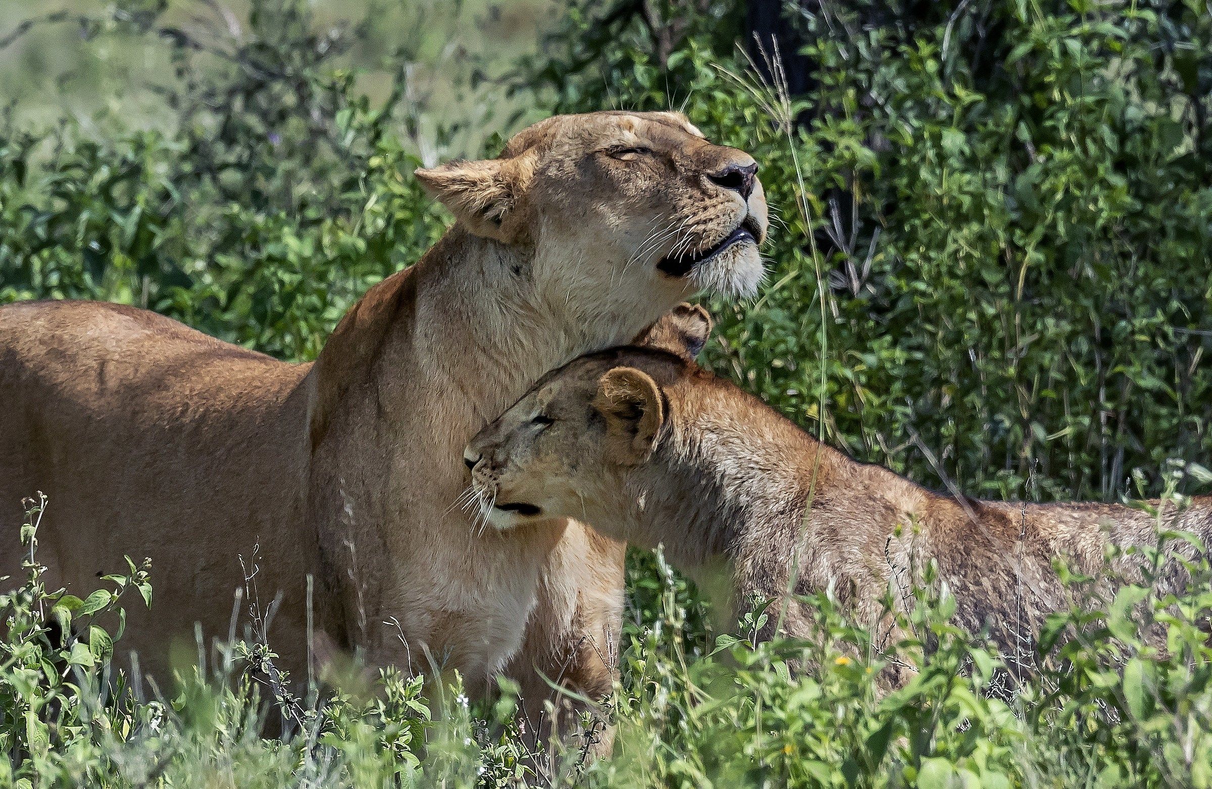 Tanzania 2016 - Tenerezze