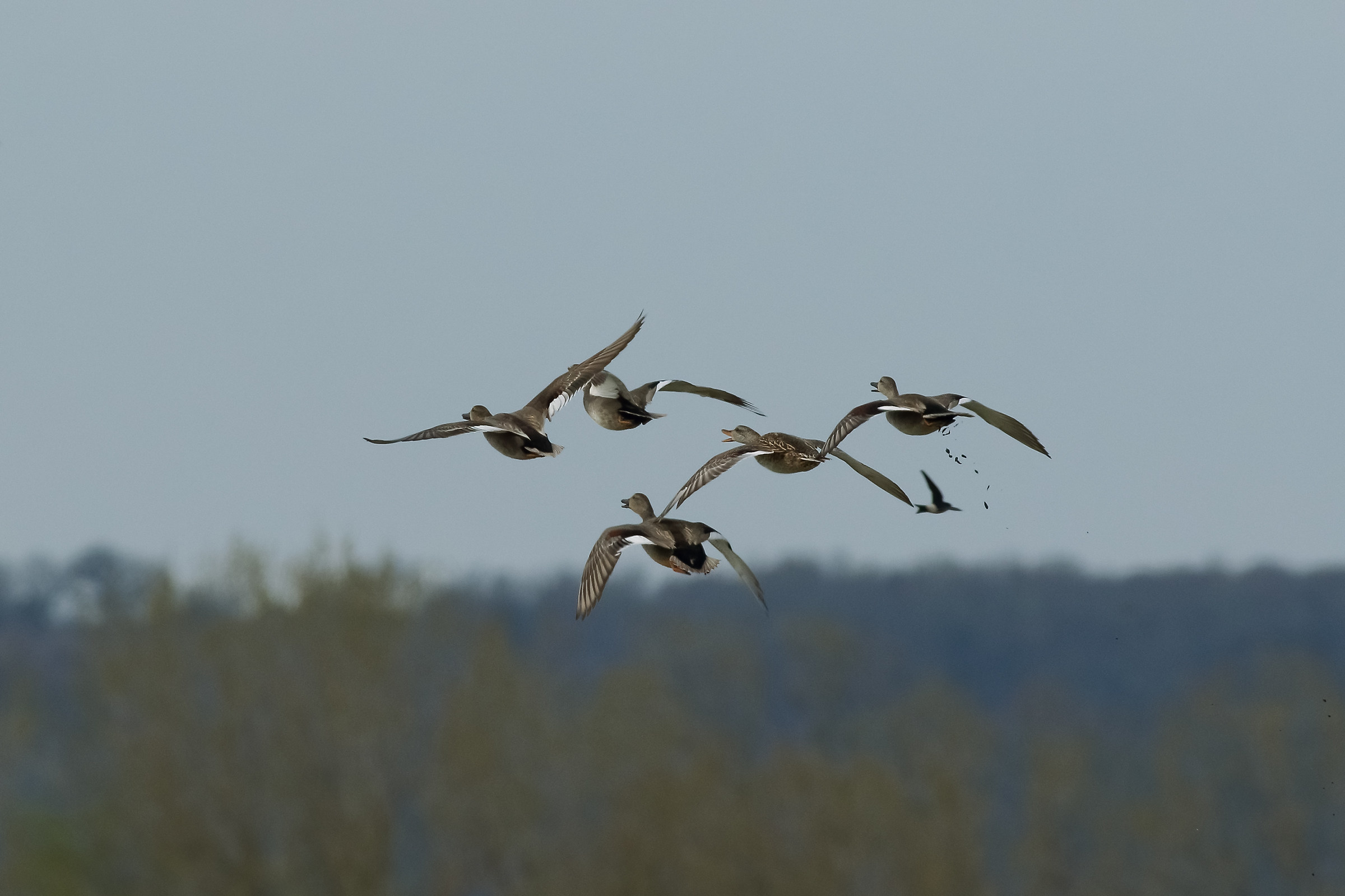 Pauraaaaa !!!! (Escape from Round Rapace)