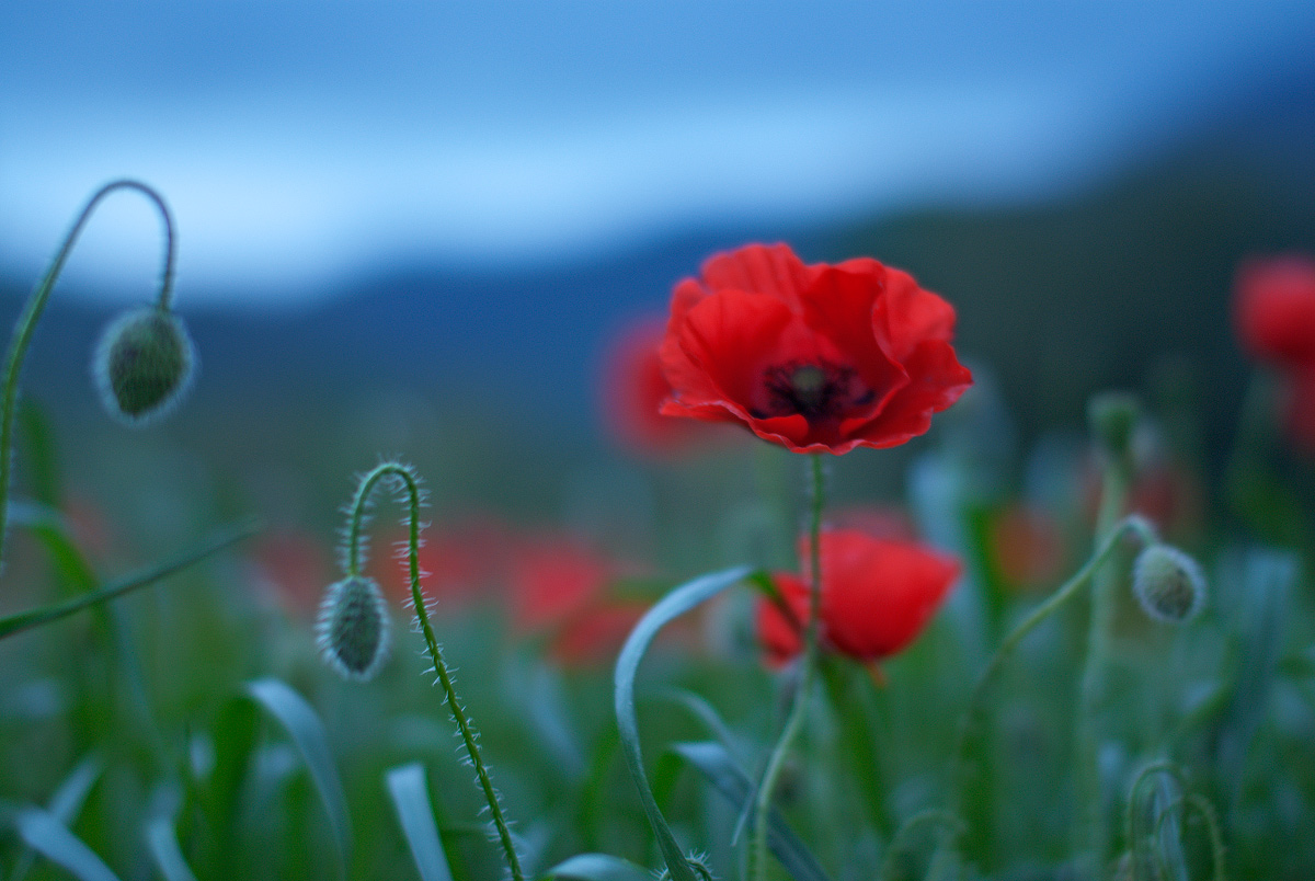 poppies