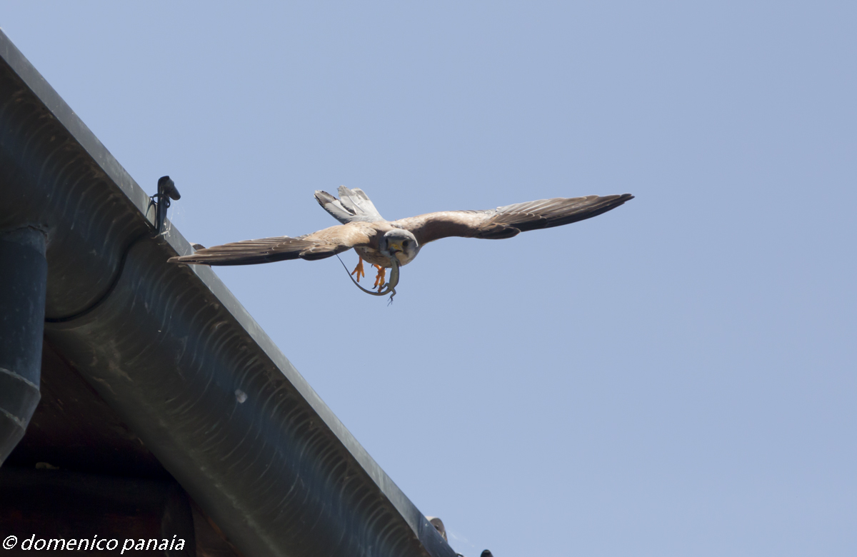 kestrel male with prey