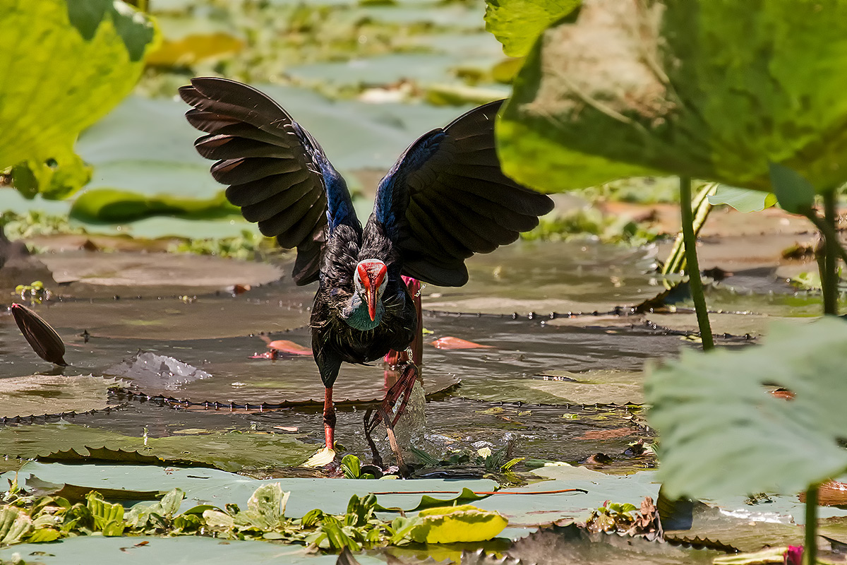Black-backed Swamphen