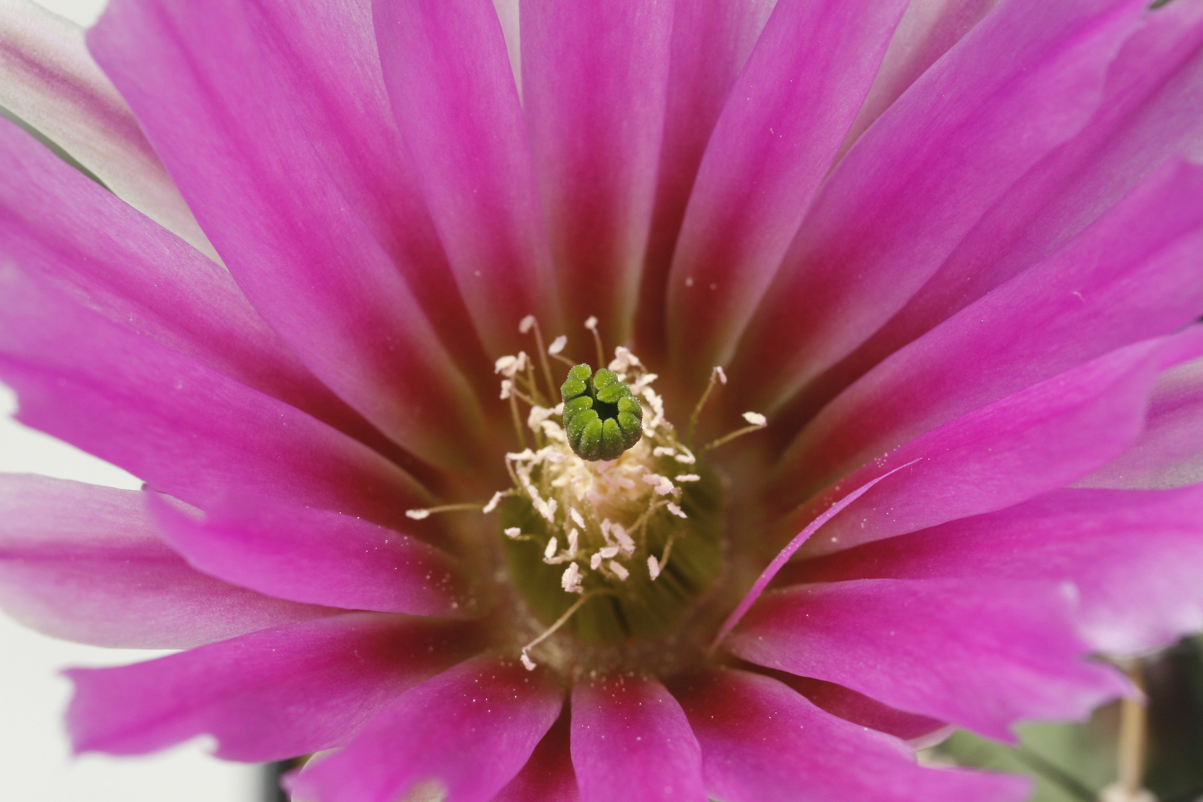echinocereus