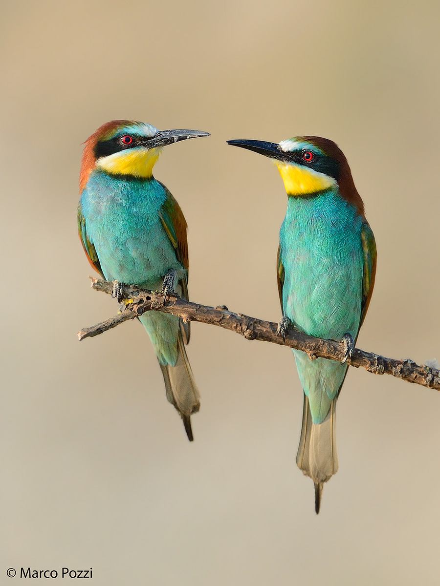 bee-eaters