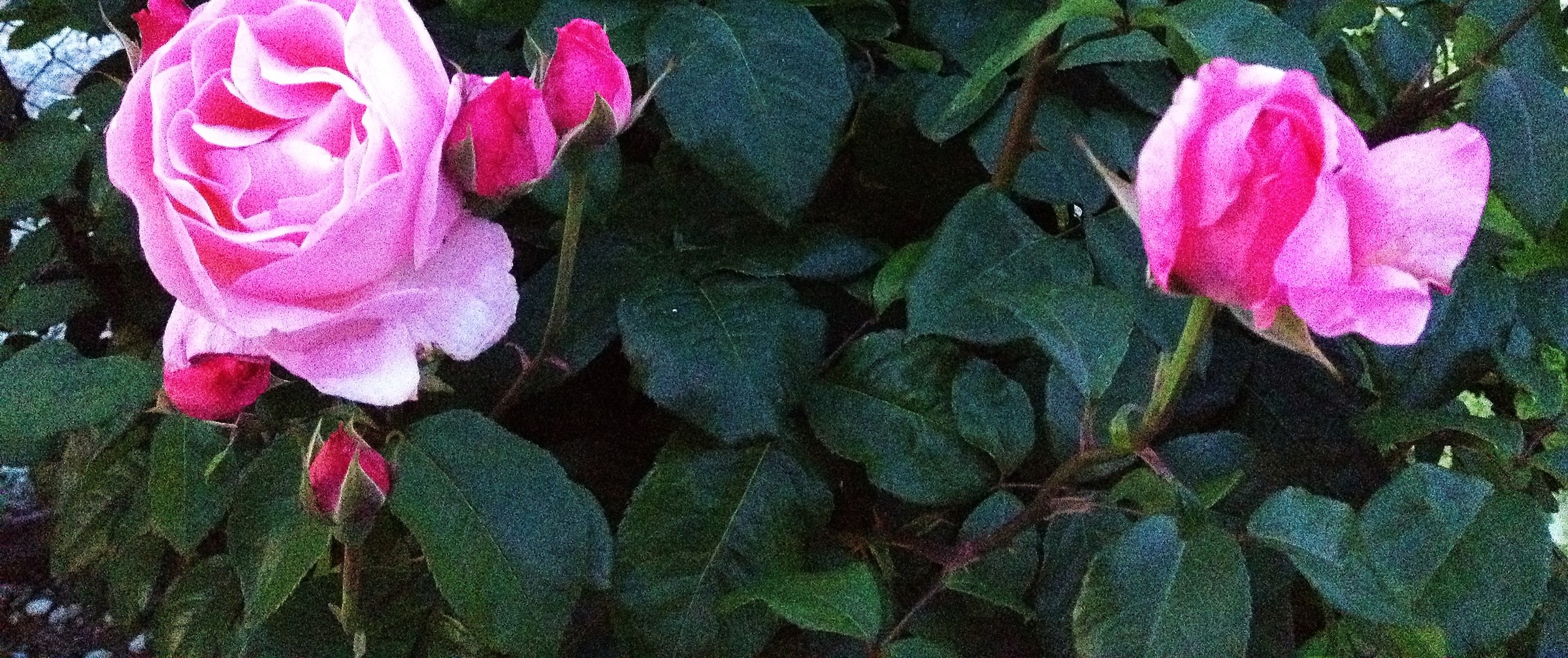 overview of the rose garden