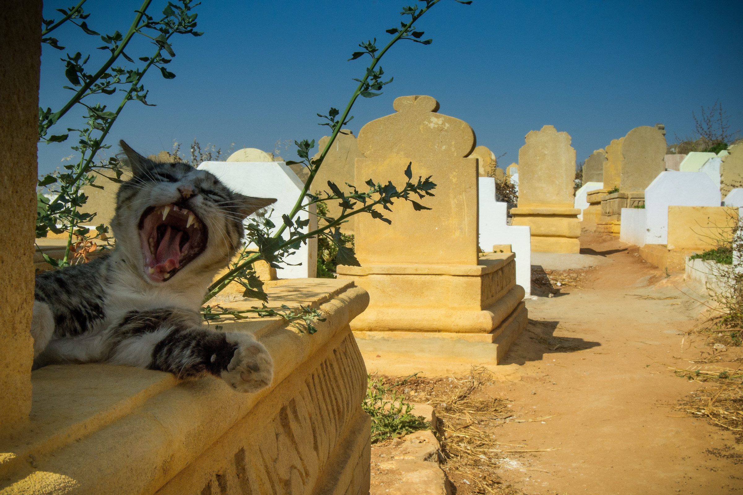 The guardian of the cemetery in Rabat said no!