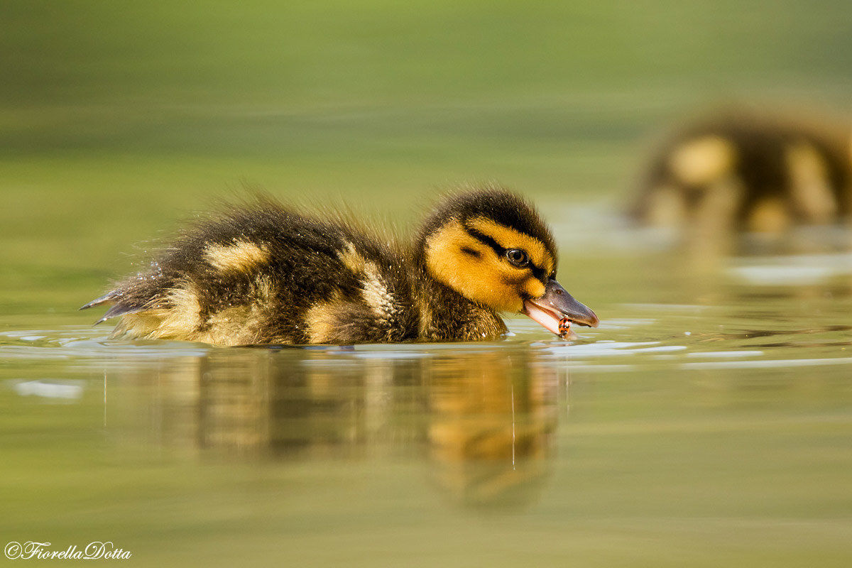 -Pullo di Germano con coccinella-