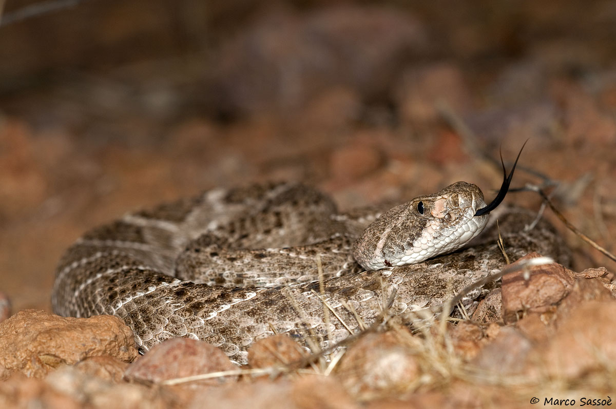 Western Diamondback Rattlesnake, in situ
