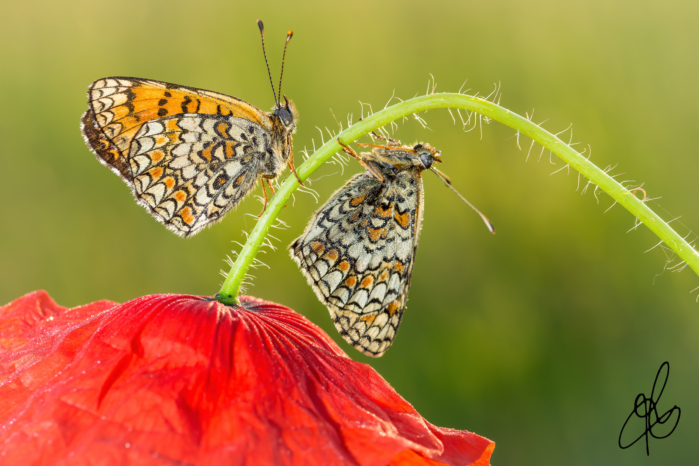 Poppies and butterflies ... !!!