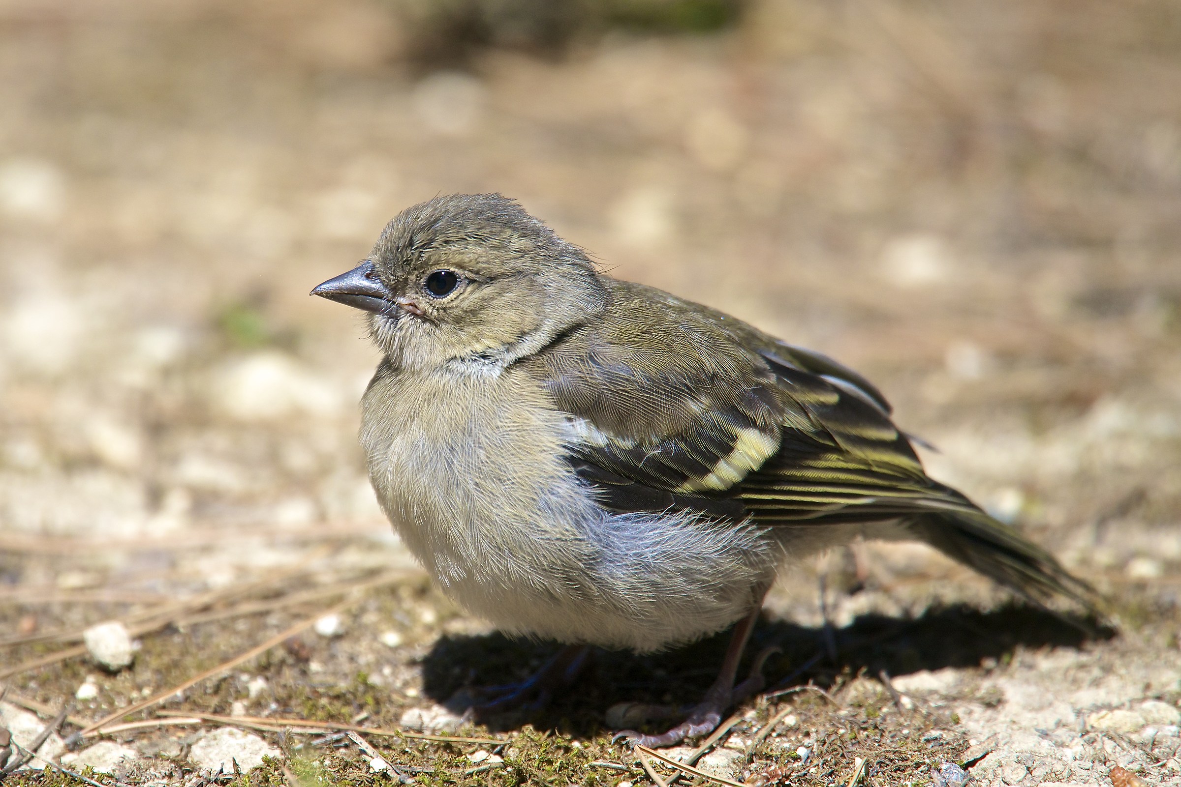 Fringuellino in attesa