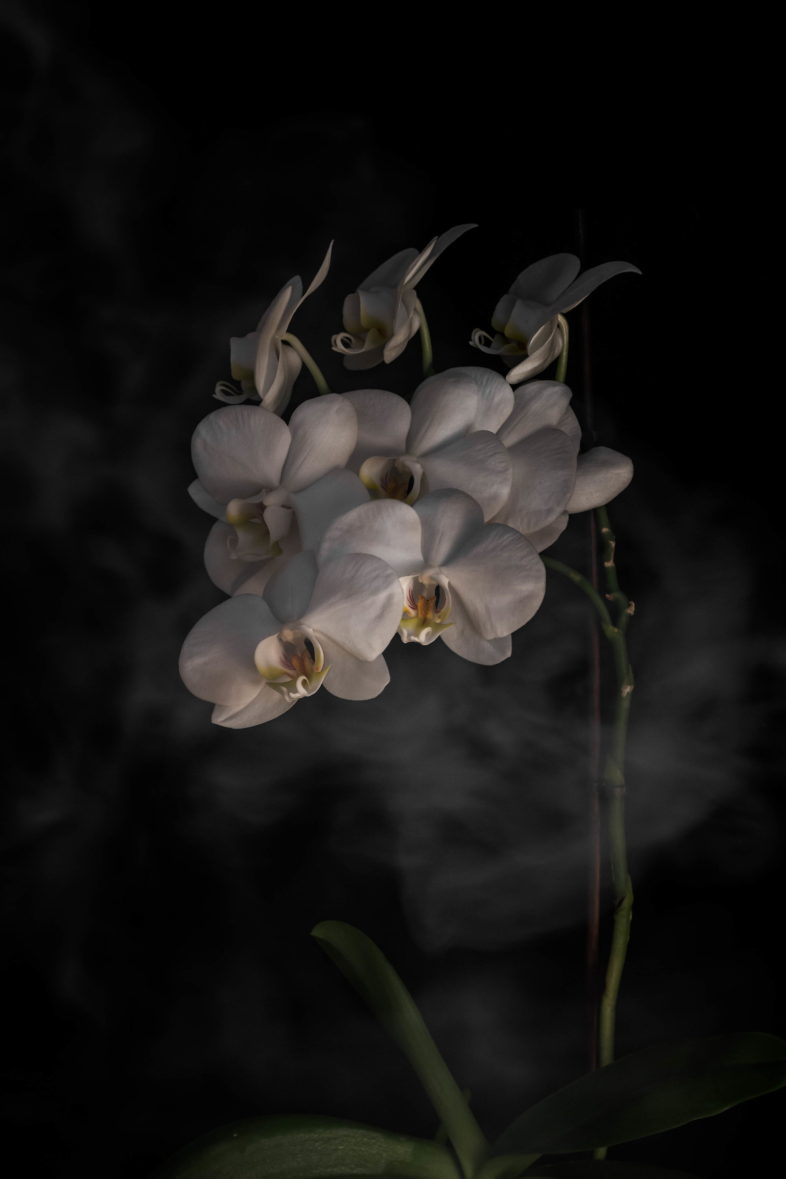 Seed of my seed. I am mud and you make me a flower