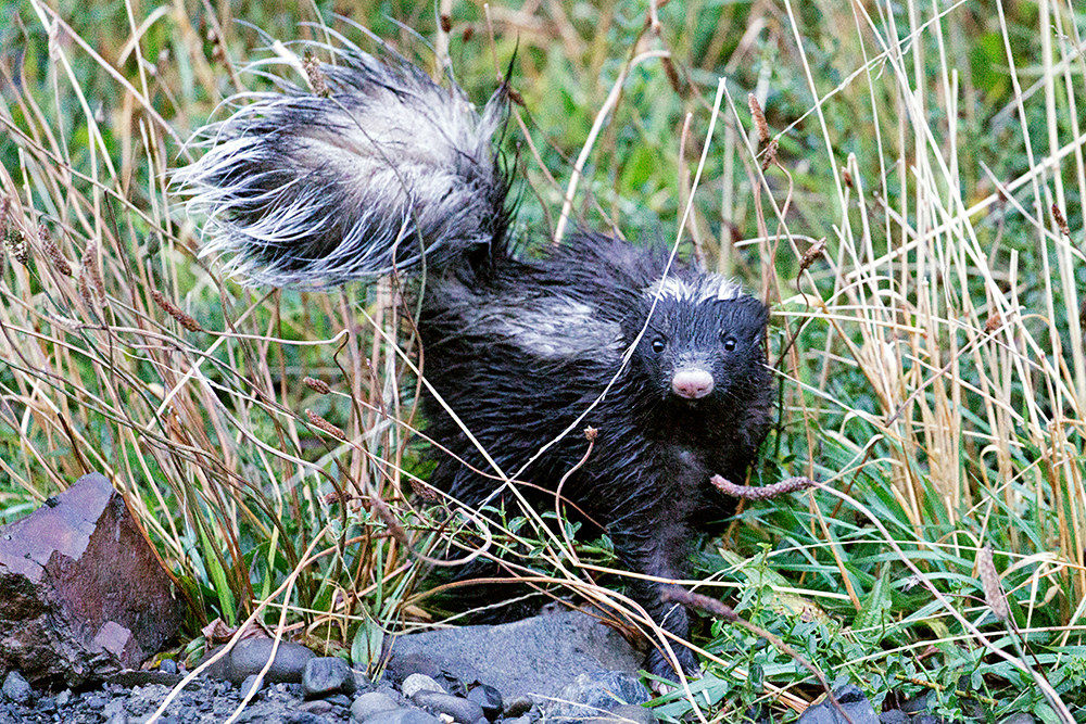 Moffetta dal Naso di Porco di Humboldt