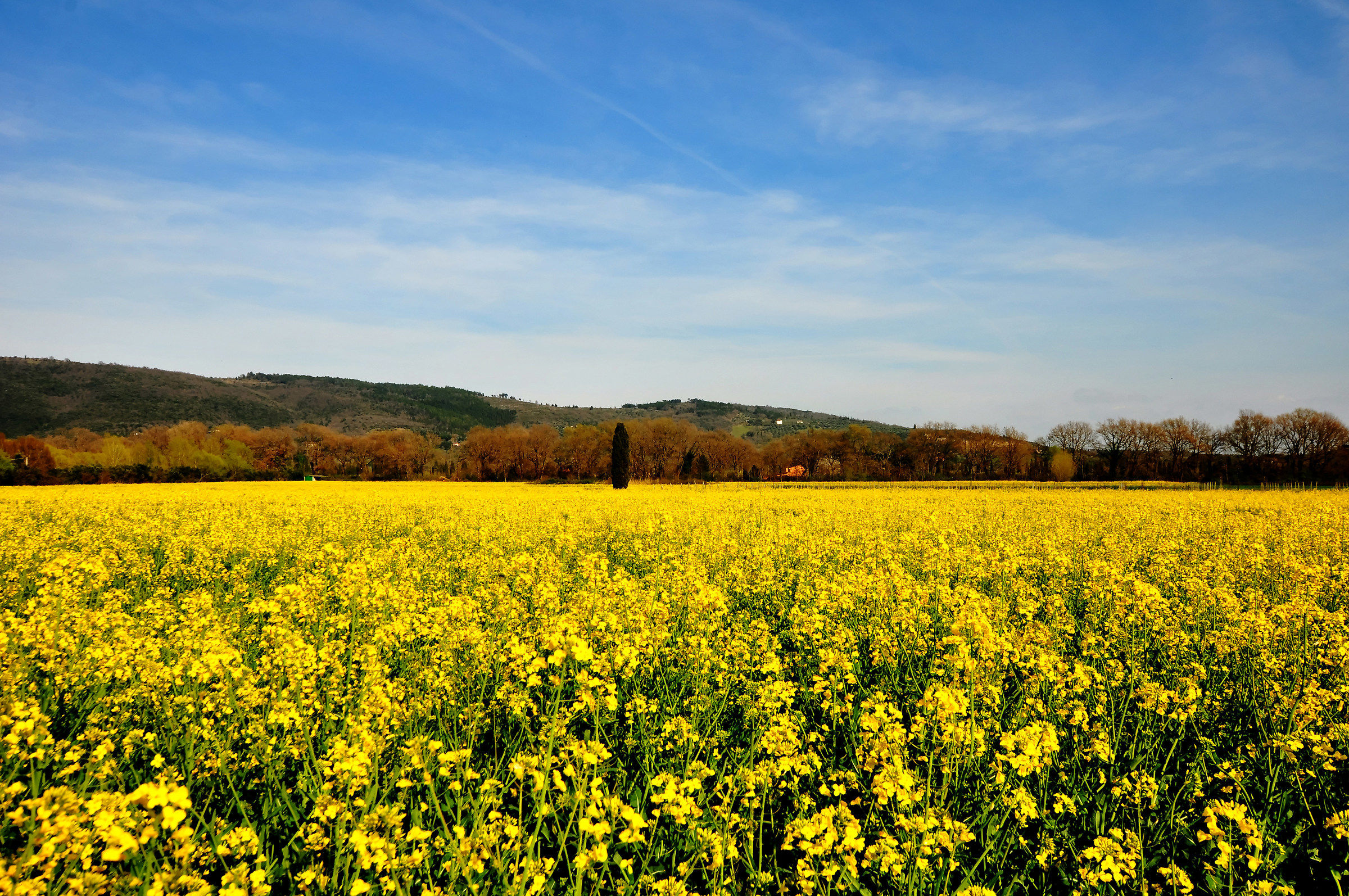 Primavera in Fantasia di Giallo