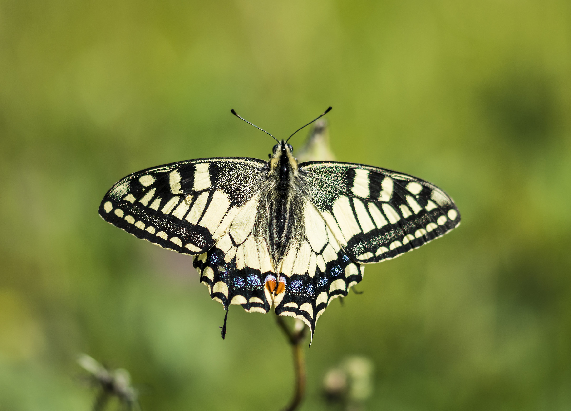 Papilio machaon
