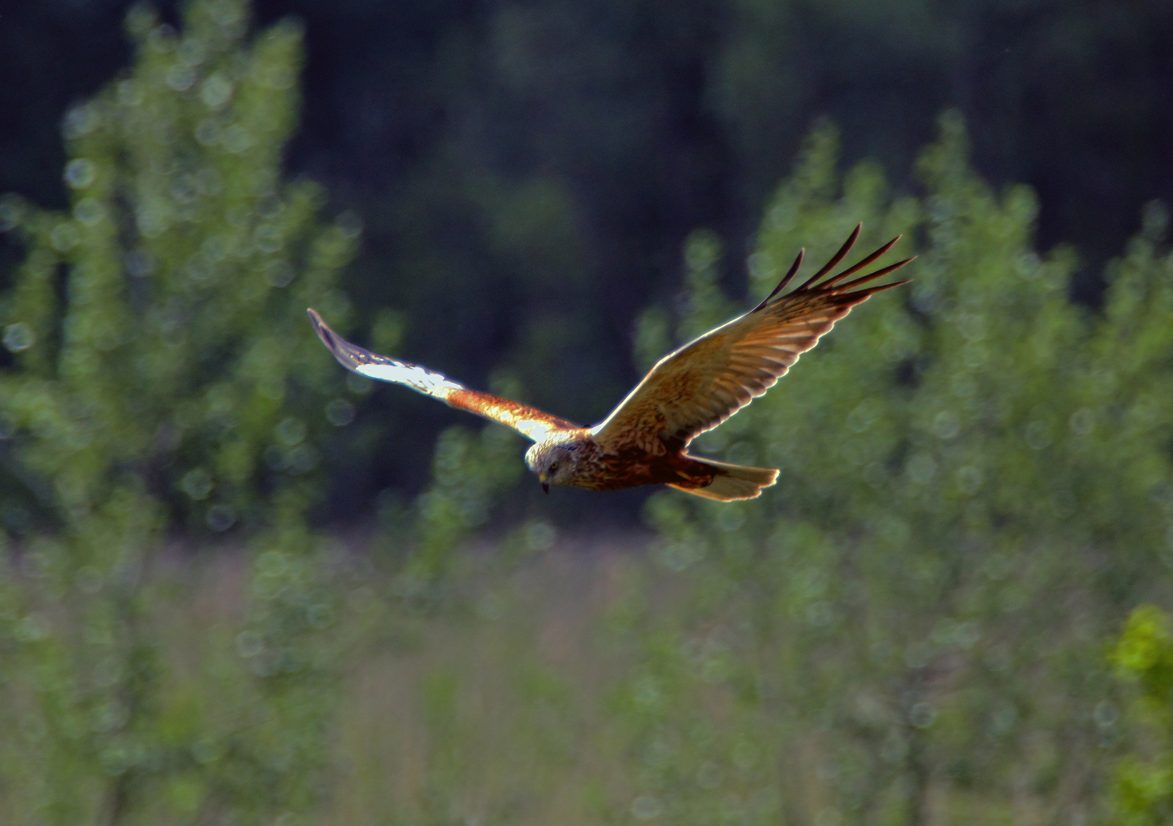 Marsh harrier, Circus aeruginosus