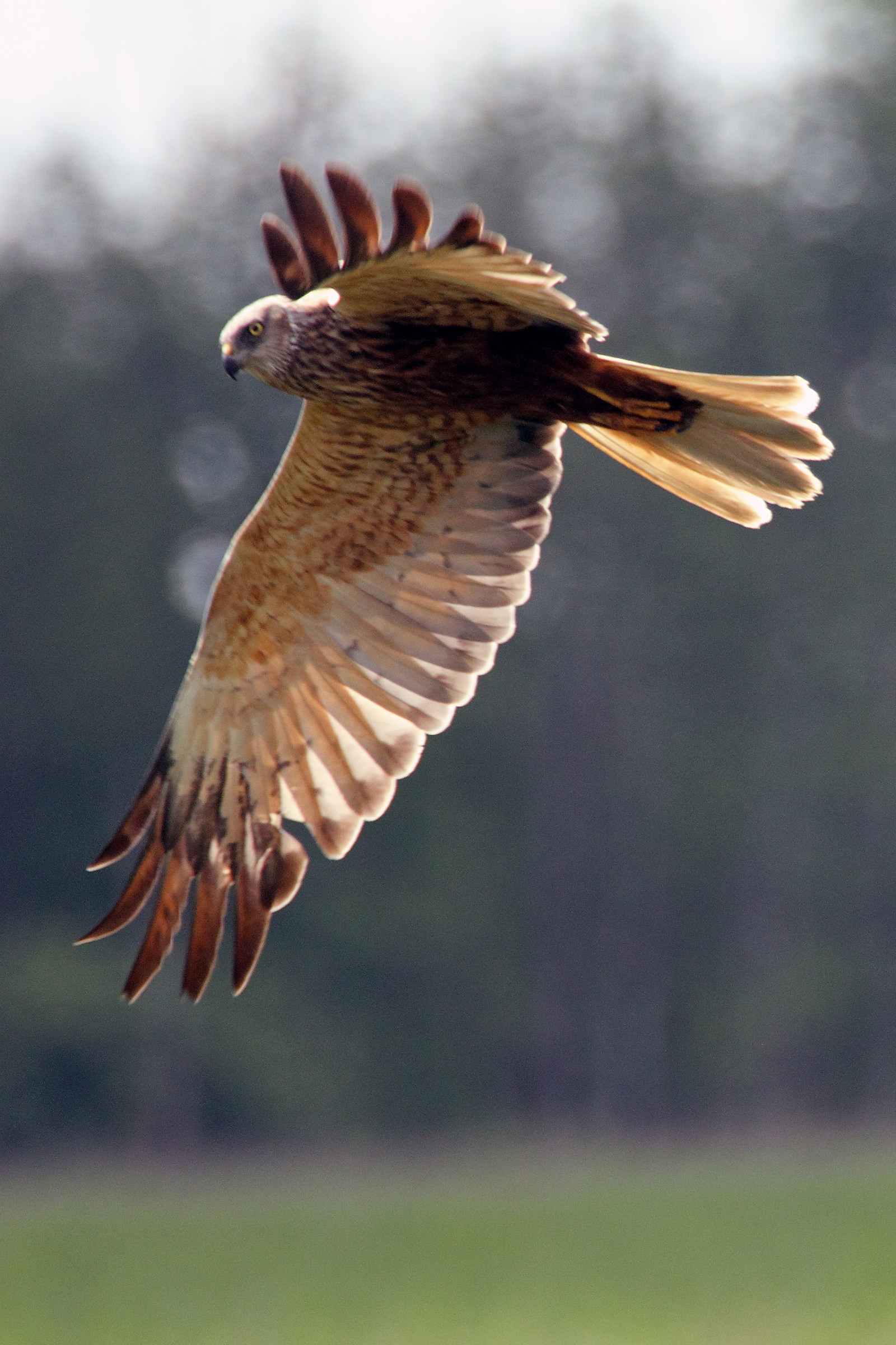Marsh harrier, Circus aeruginosus