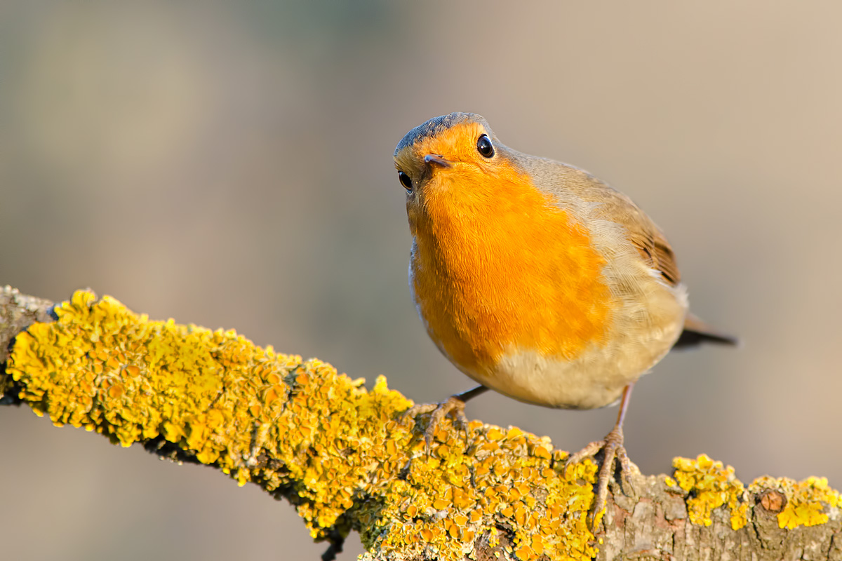 a tu per tu col pettirosso