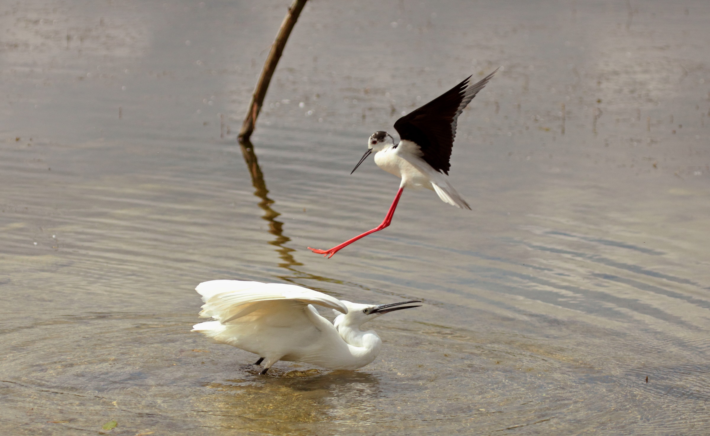 Egret Dawn vs Himantopus himantopus