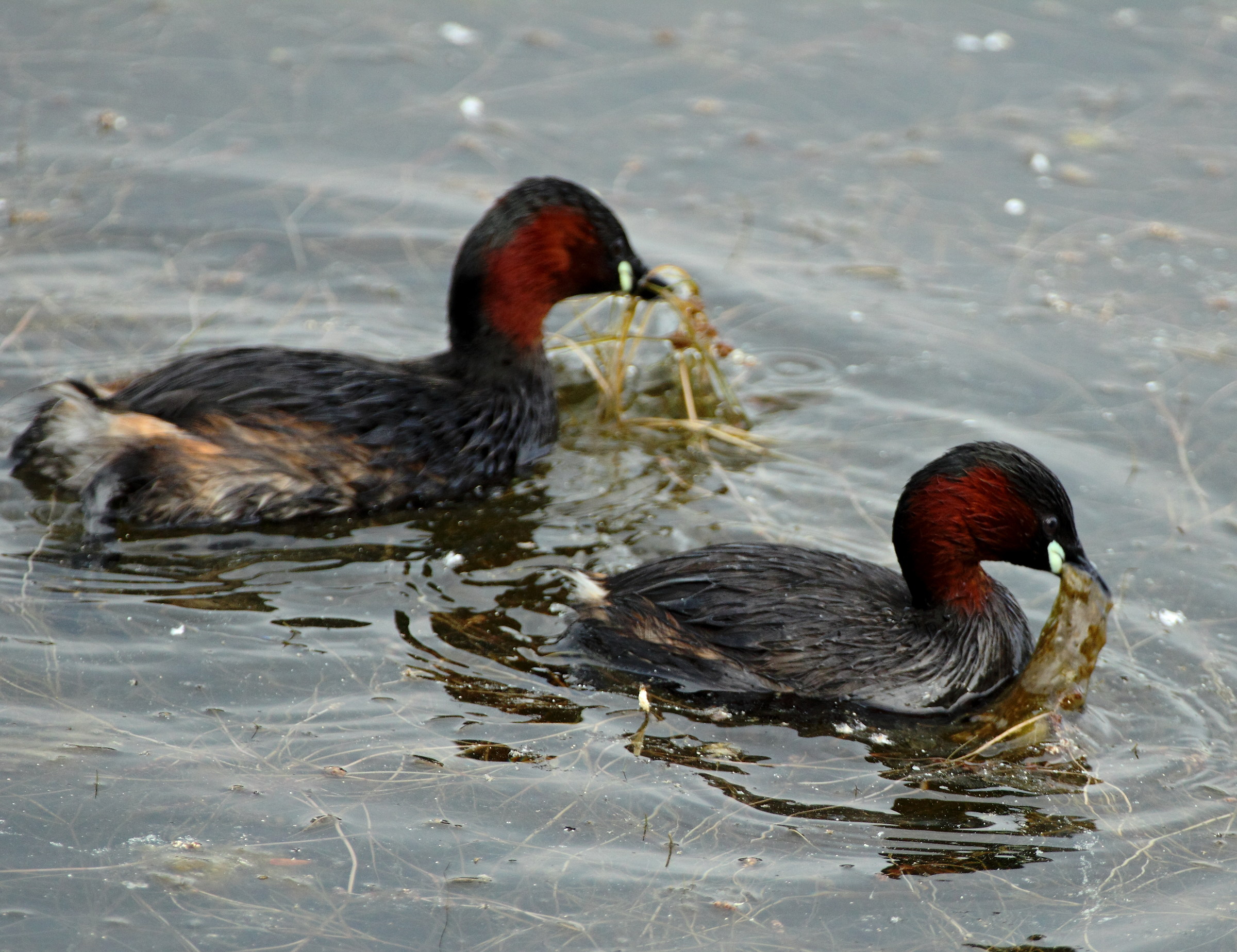 pair of Little Grebes, Tachybaptus ruficollis