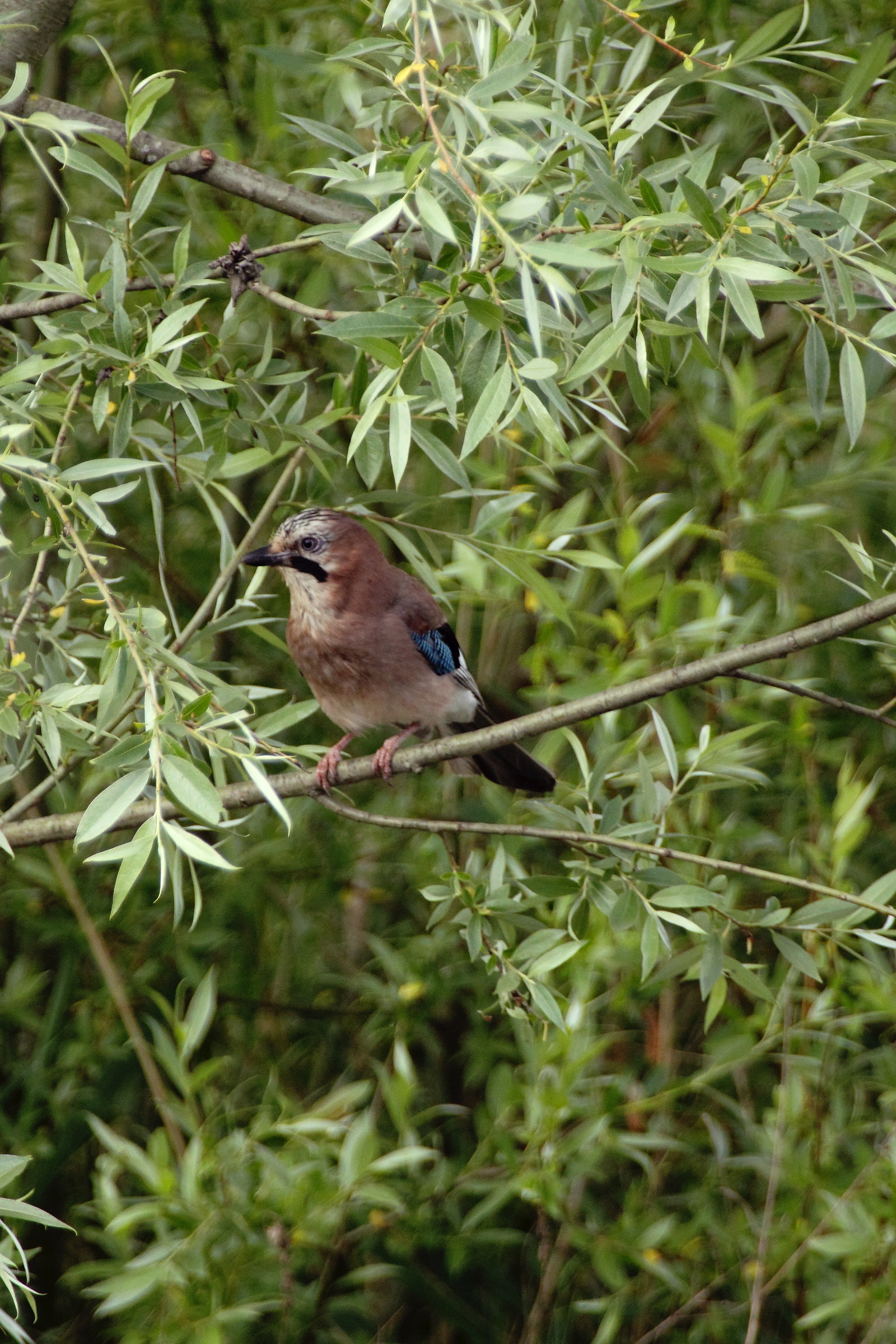 Jay, Gallurus glandarius