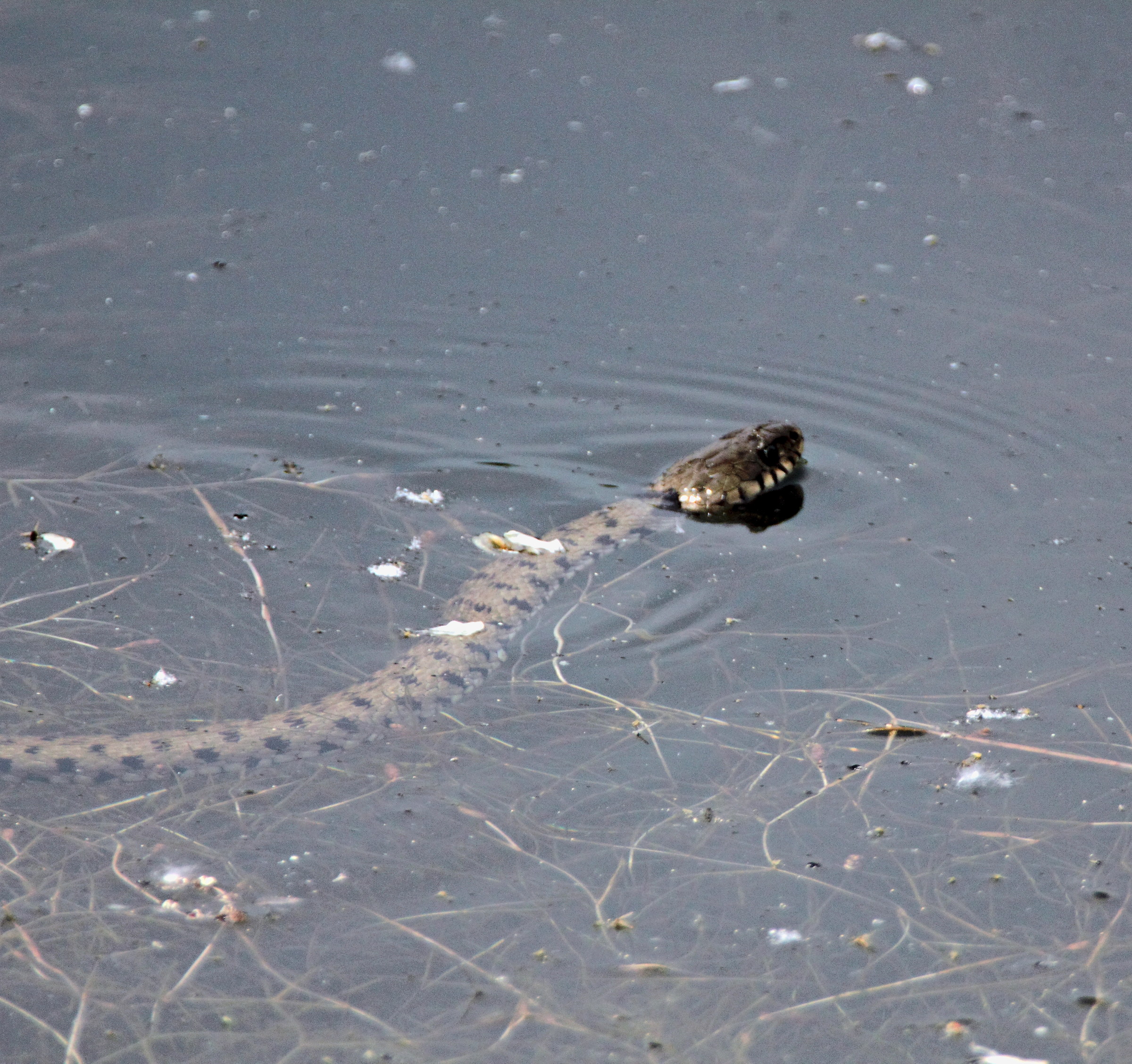 Ordinator by the Collar, Natrix natrix