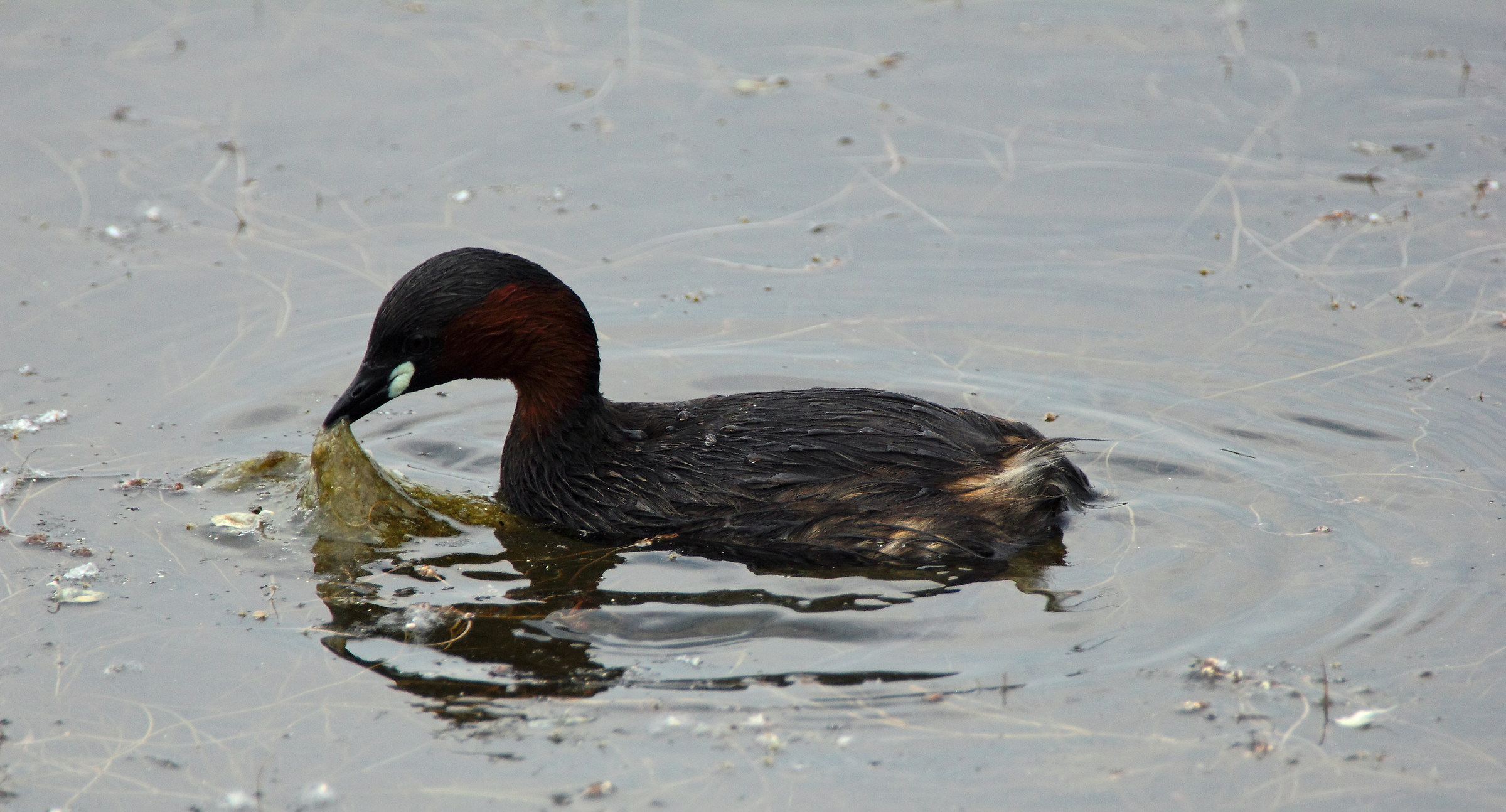 Little Grebe, Tachybaptus ruficollis