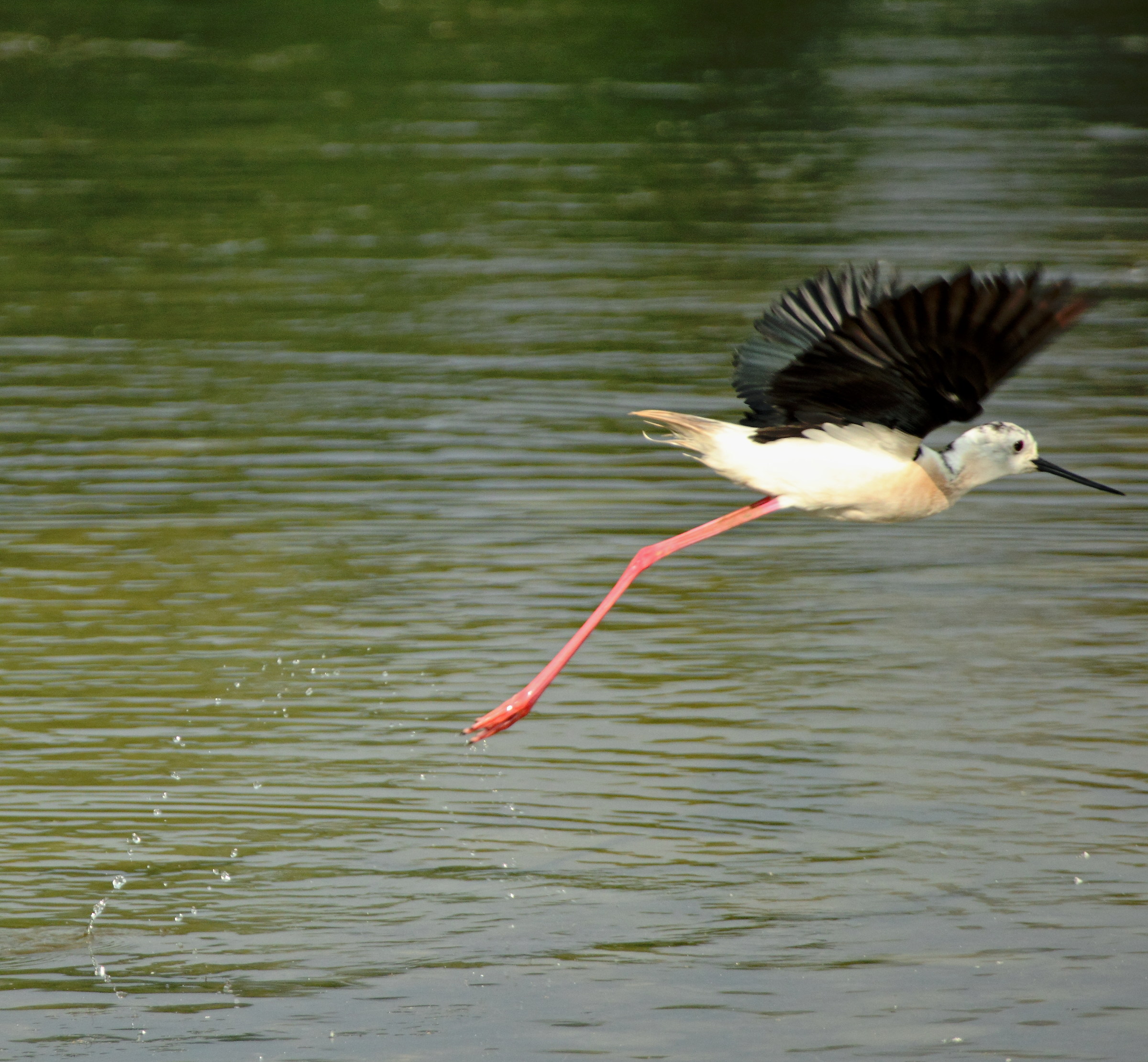 Knight of Italy, Hymantopus hymantopus