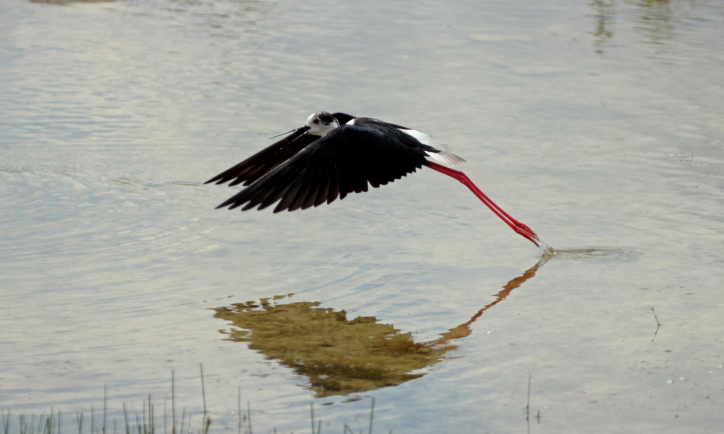 Knight of Italy, Hymantopus hymantopus