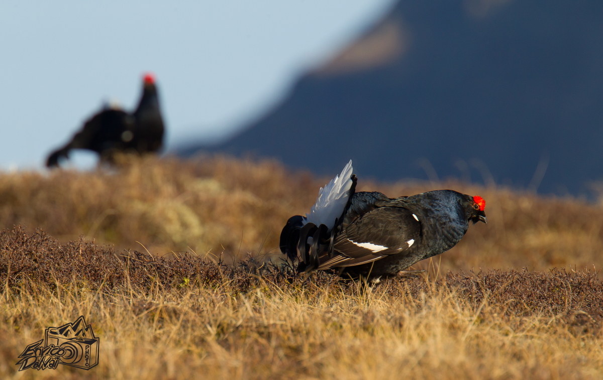 The beautiful colors of grouse ...