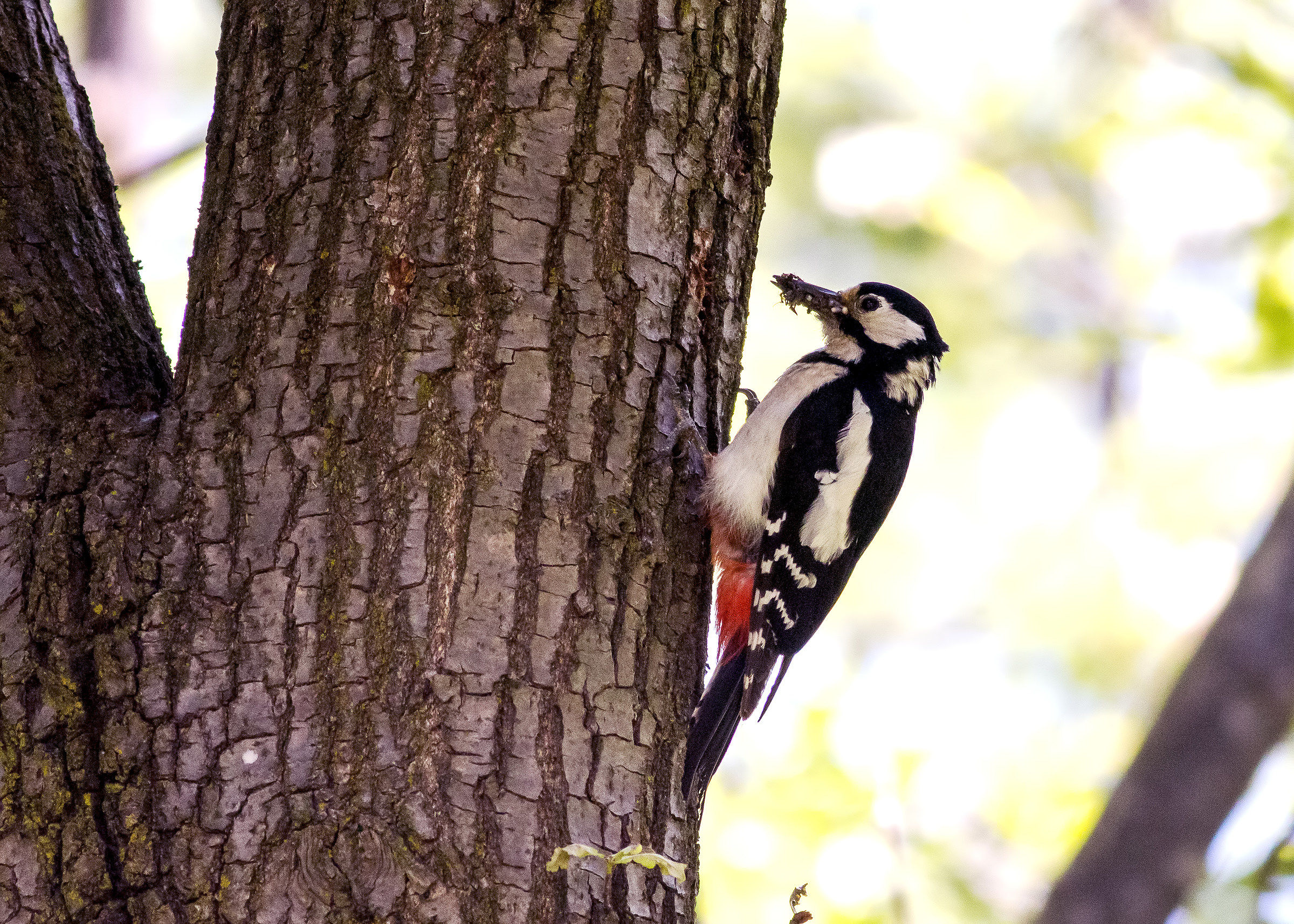 Great Spotted Woodpecker